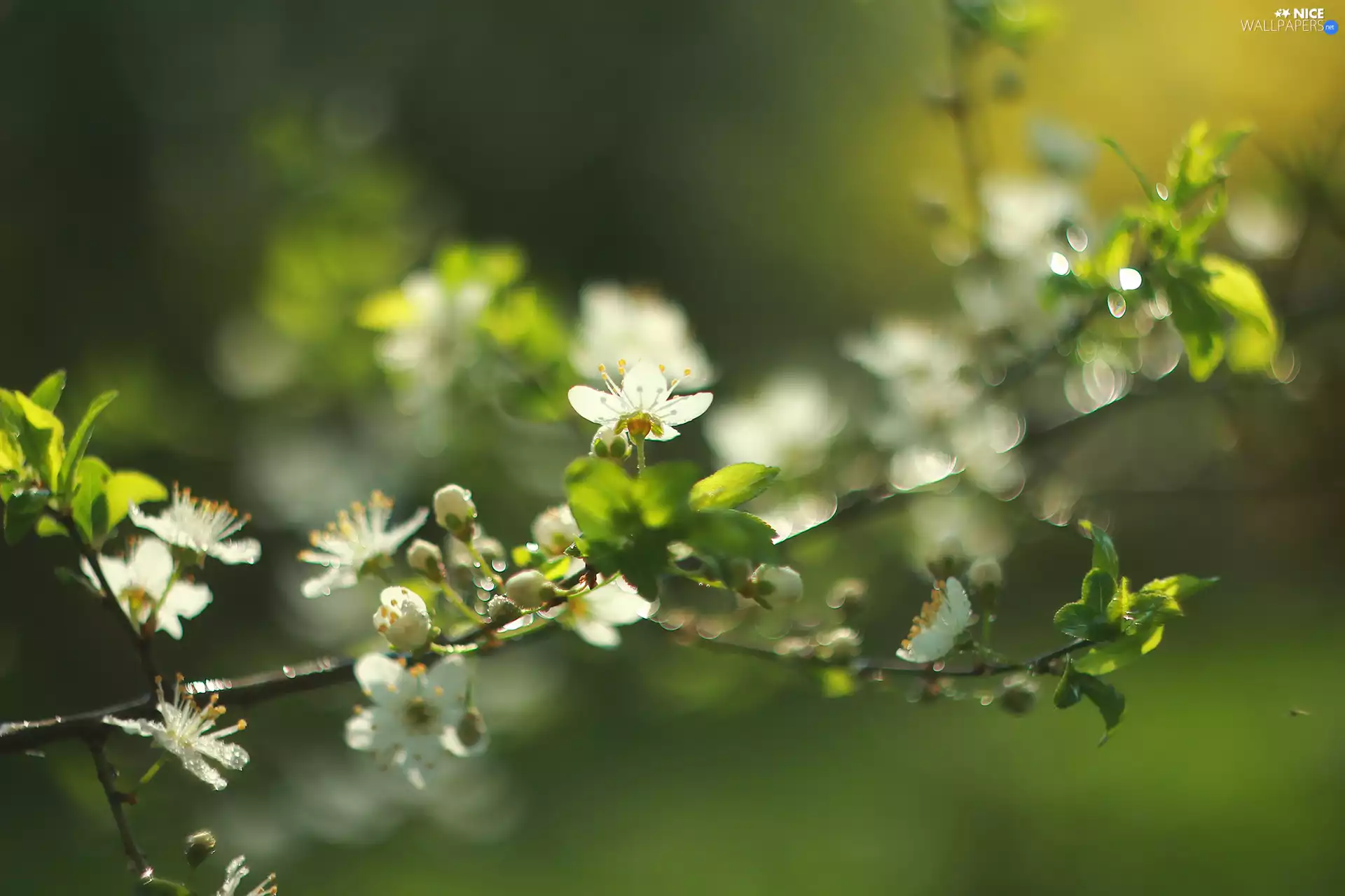 White, Flowers, fruit, twig, trees