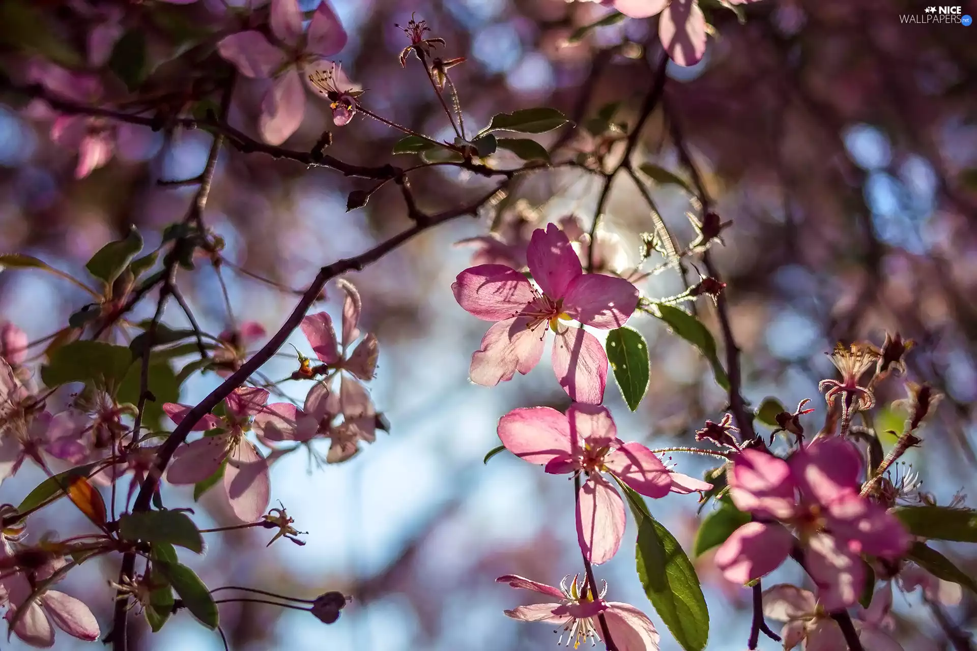 Fruit Tree, Twigs, Flowers