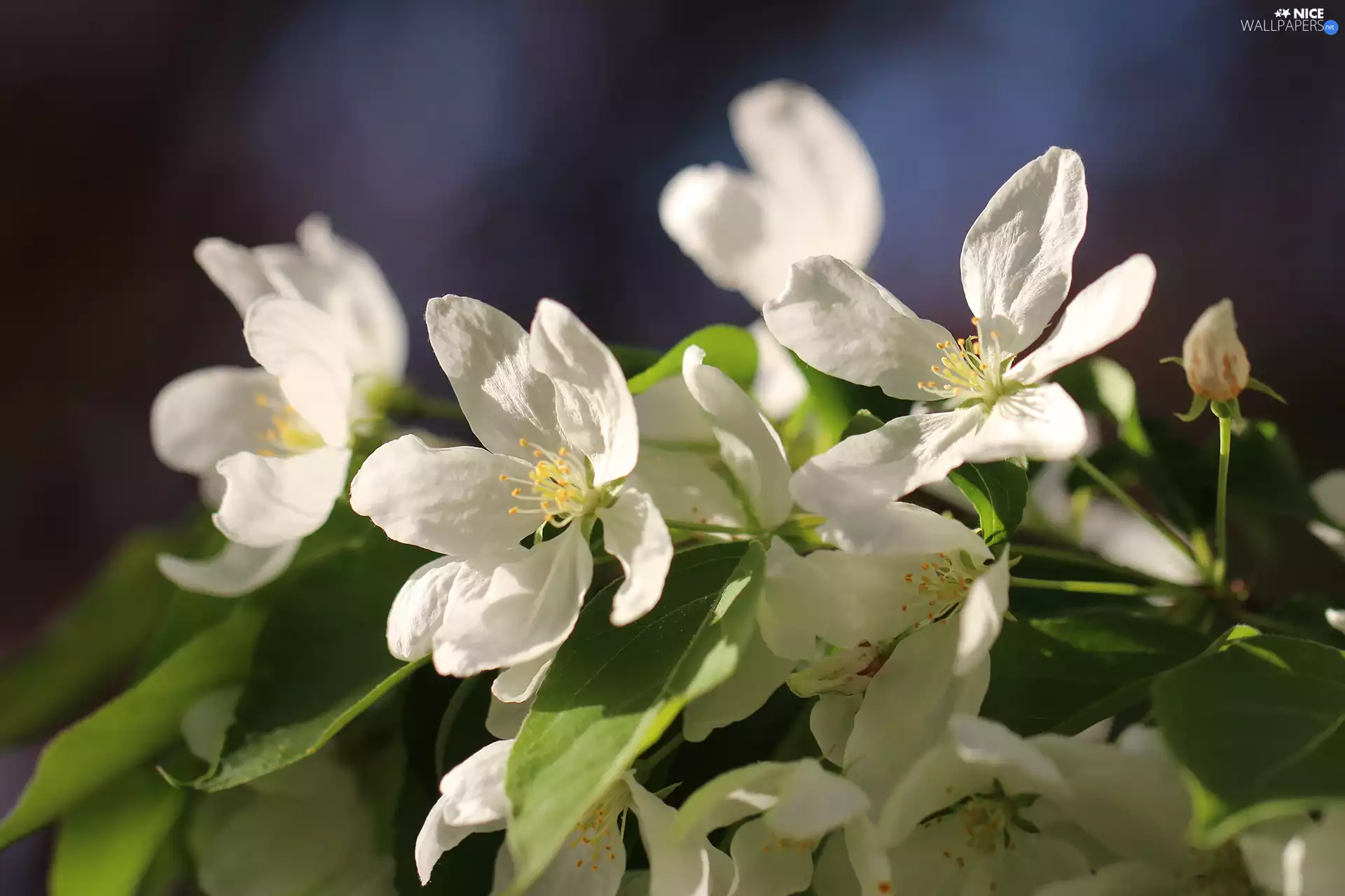 illuminated, Flowers, Fruit Tree, White