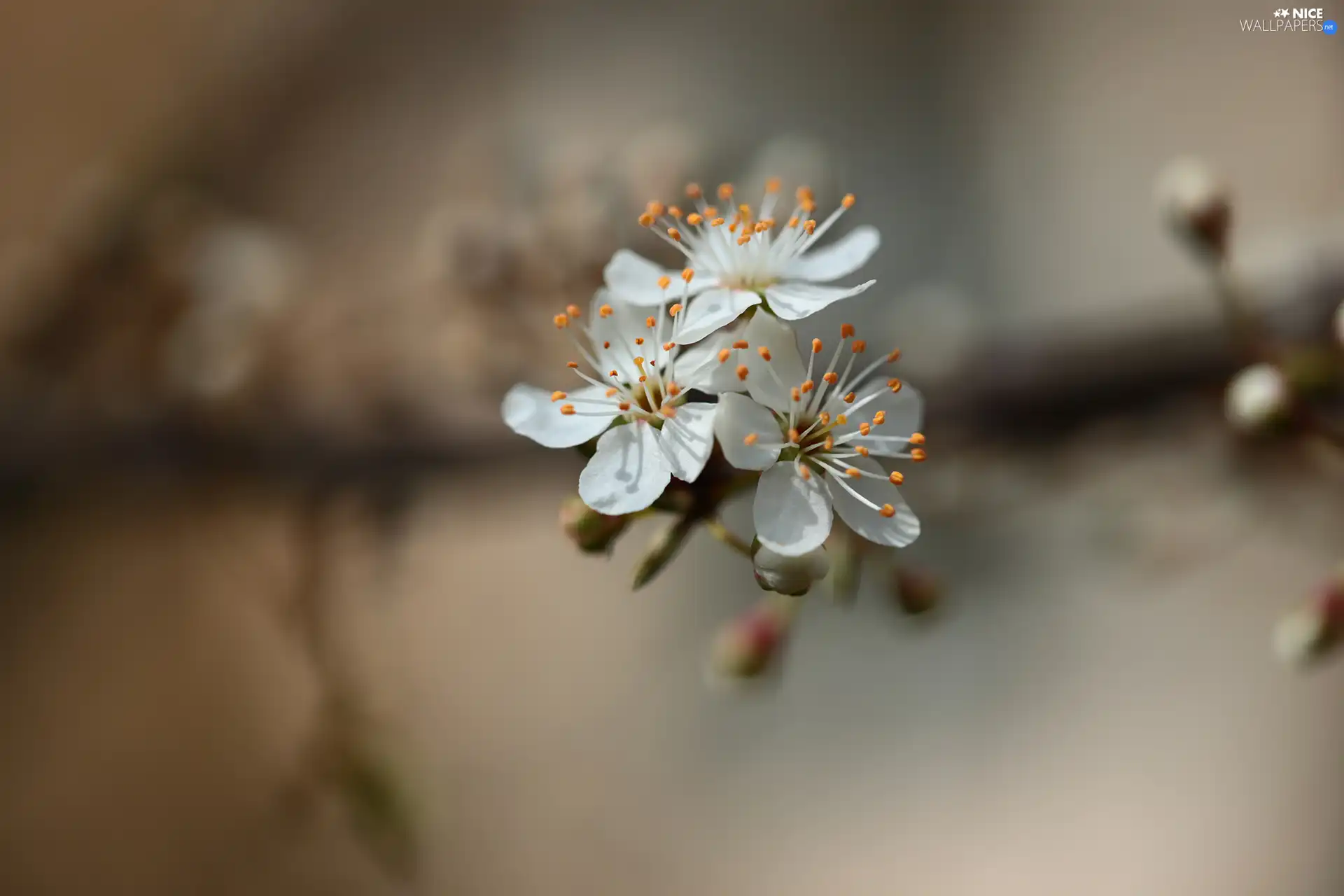 Three, Flowers, Fruit Tree, White