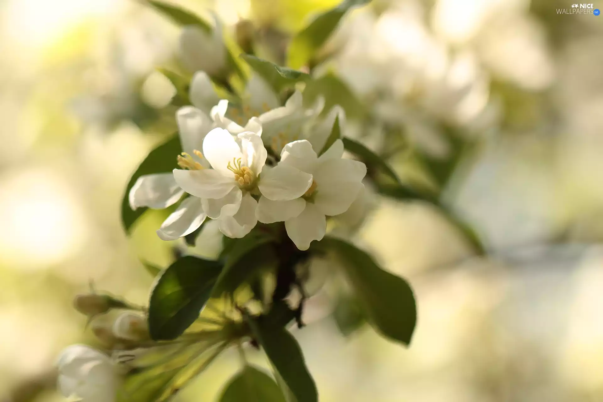 twig, Flowers, Fruit Tree, White