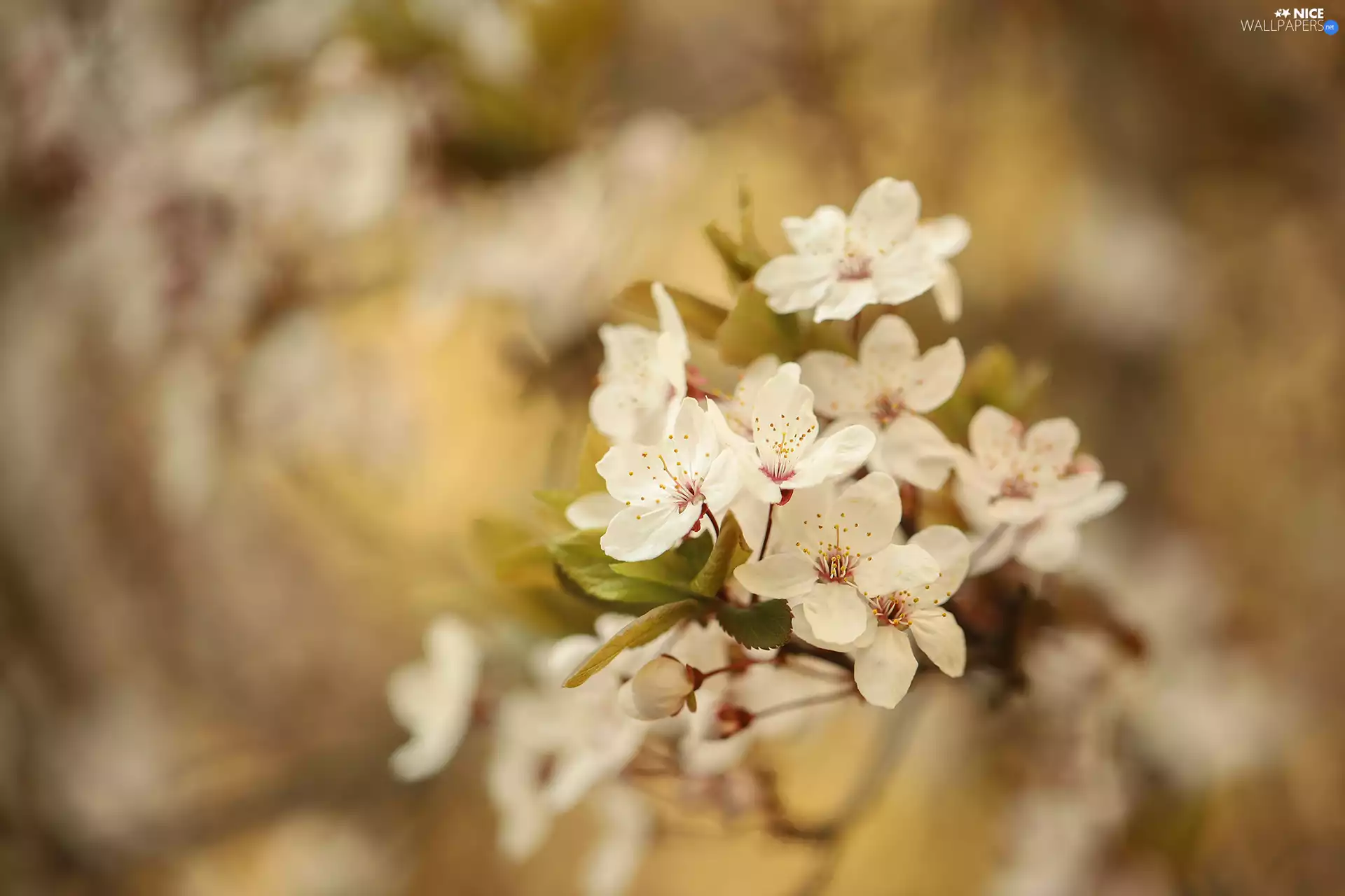 Fruit Tree, White, Flowers
