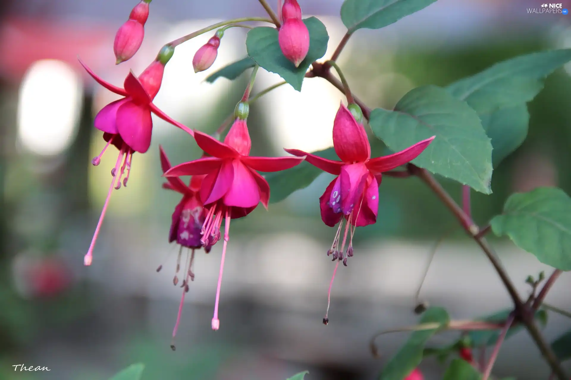 fuchsia, Flowers