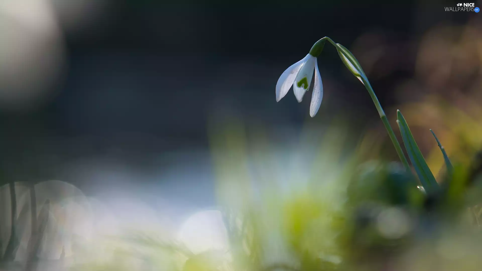 Colourfull Flowers, fuzzy, background, Snowdrop