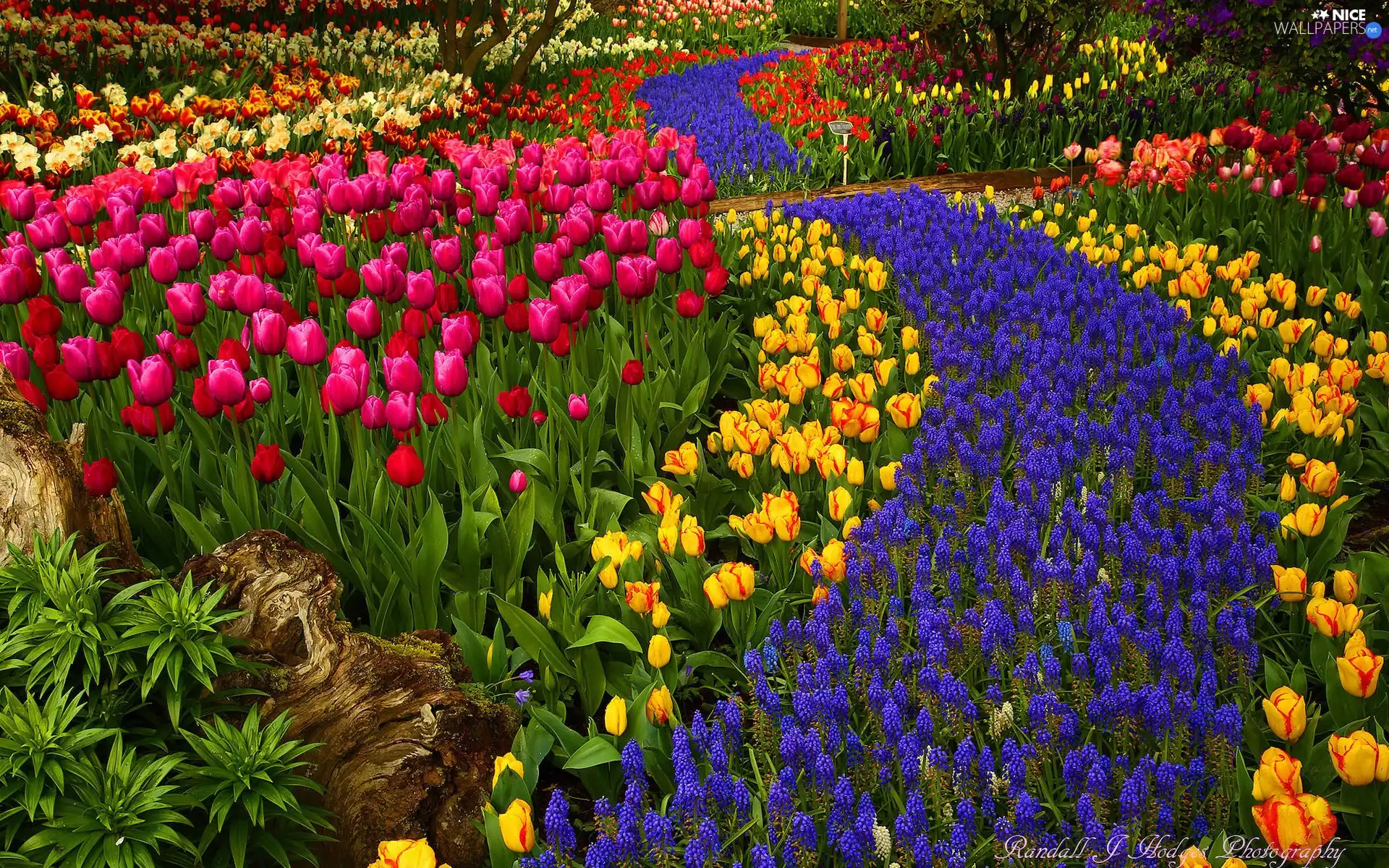 Garden, Tulips, Muscari, Flowers
