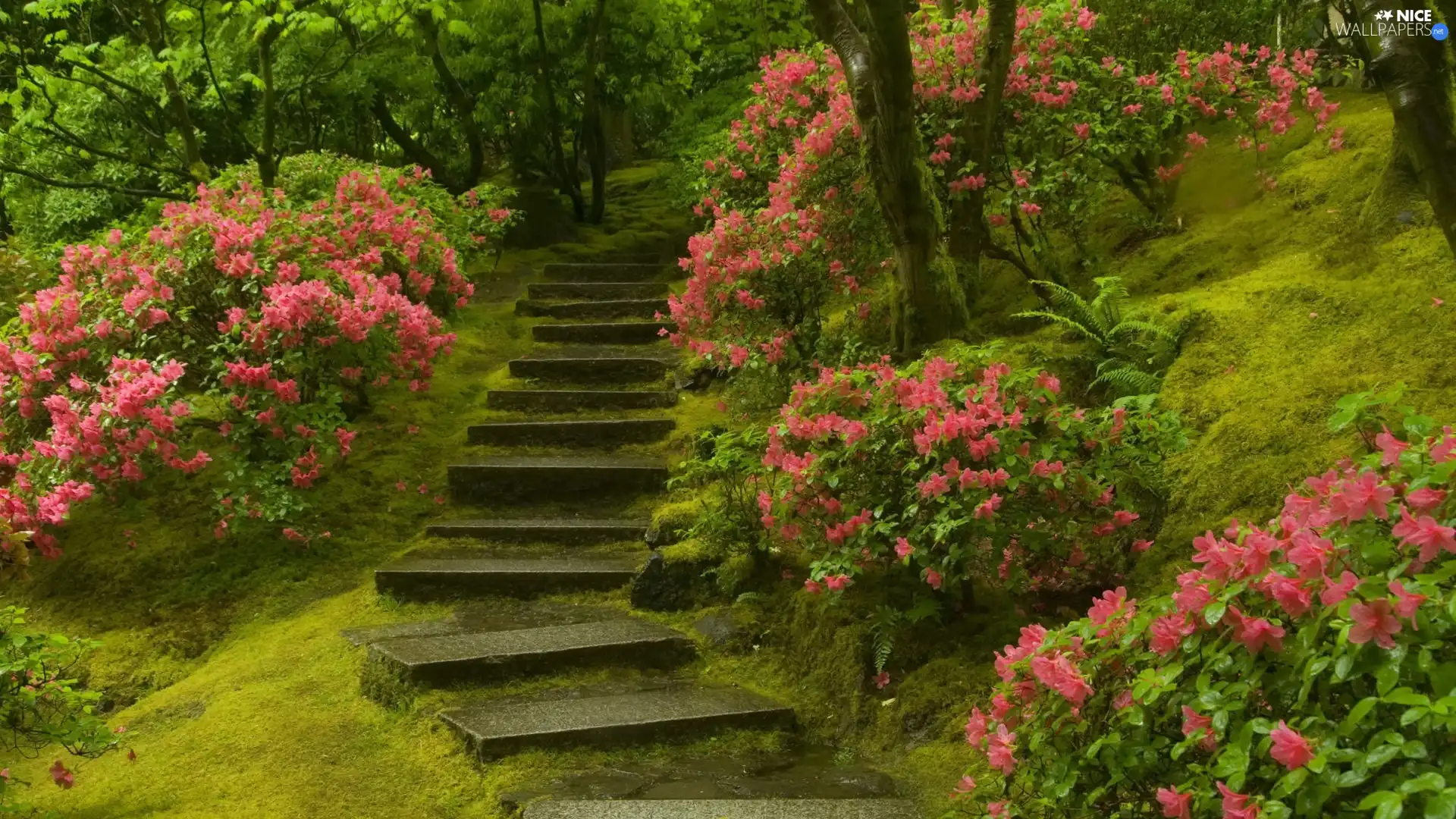 Garden, Pink, Flowers, Stairs