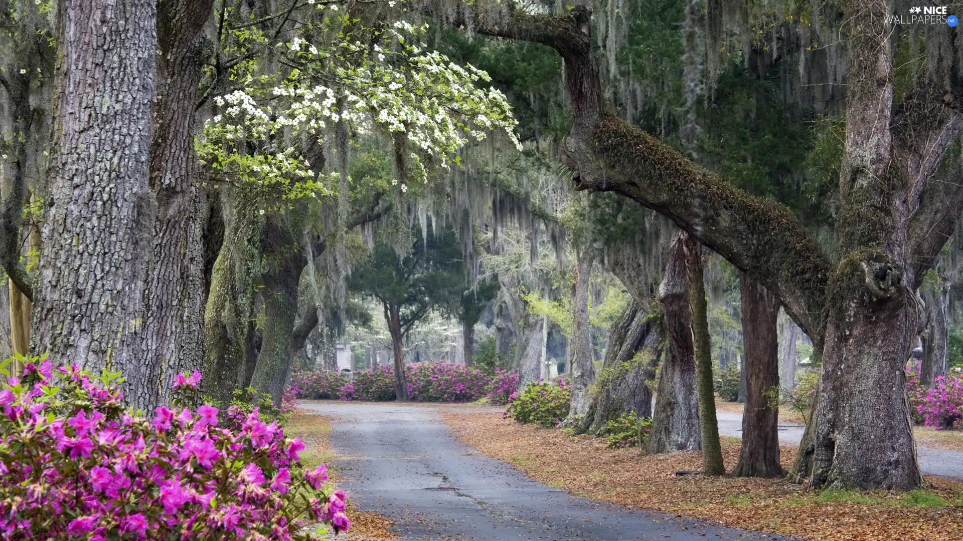 Garden, viewes, Flowers, trees