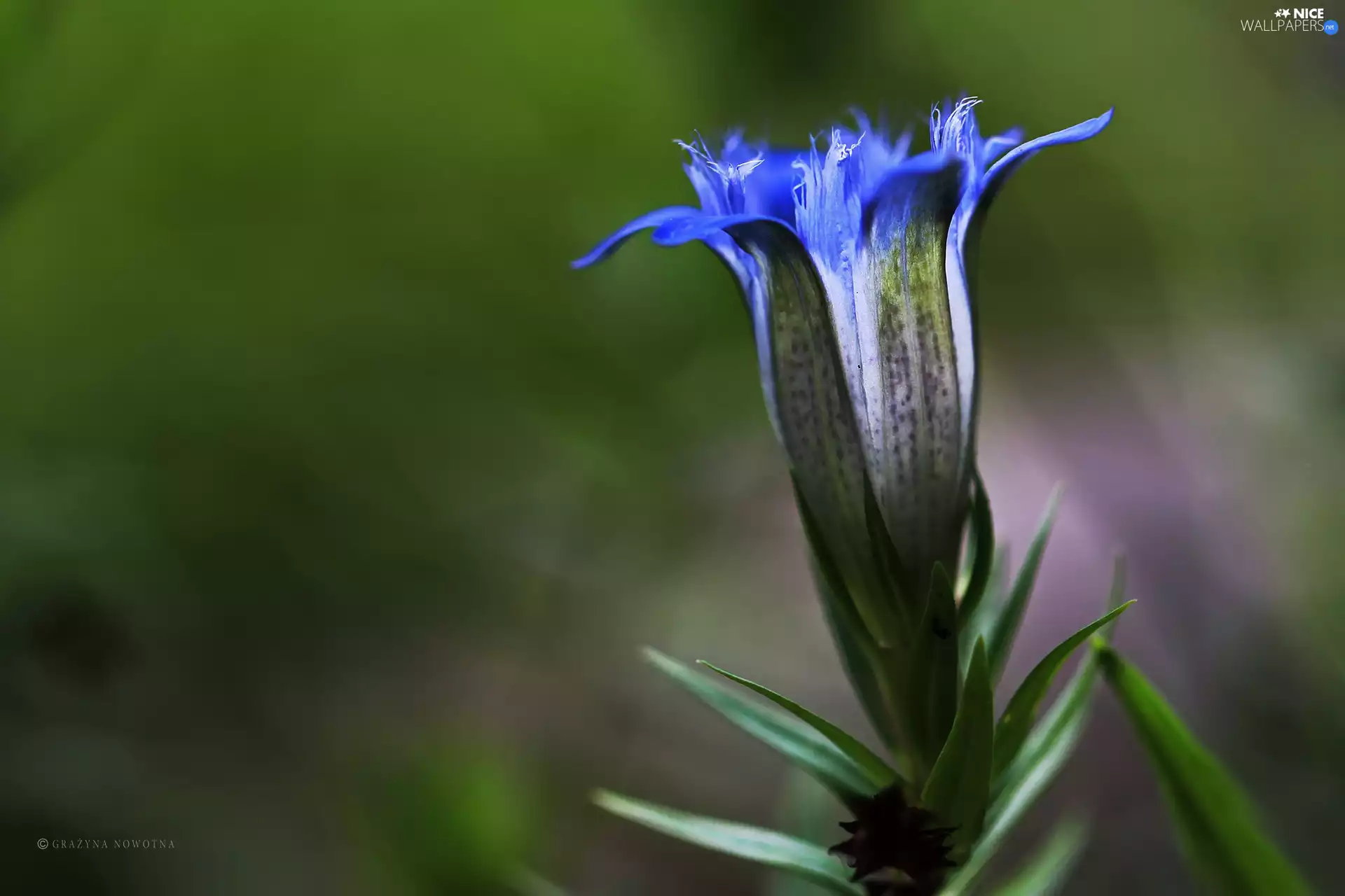 Gentian, blue, Colourfull Flowers