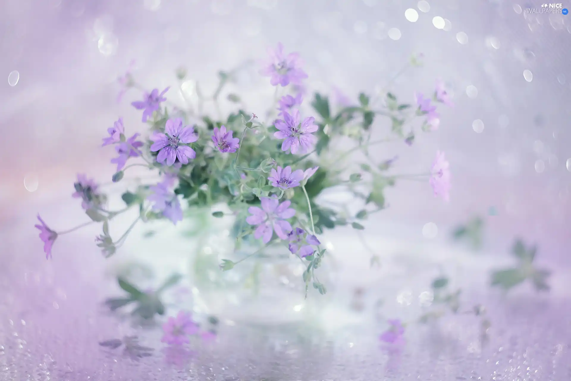 Flowers, Pink, Geraniums