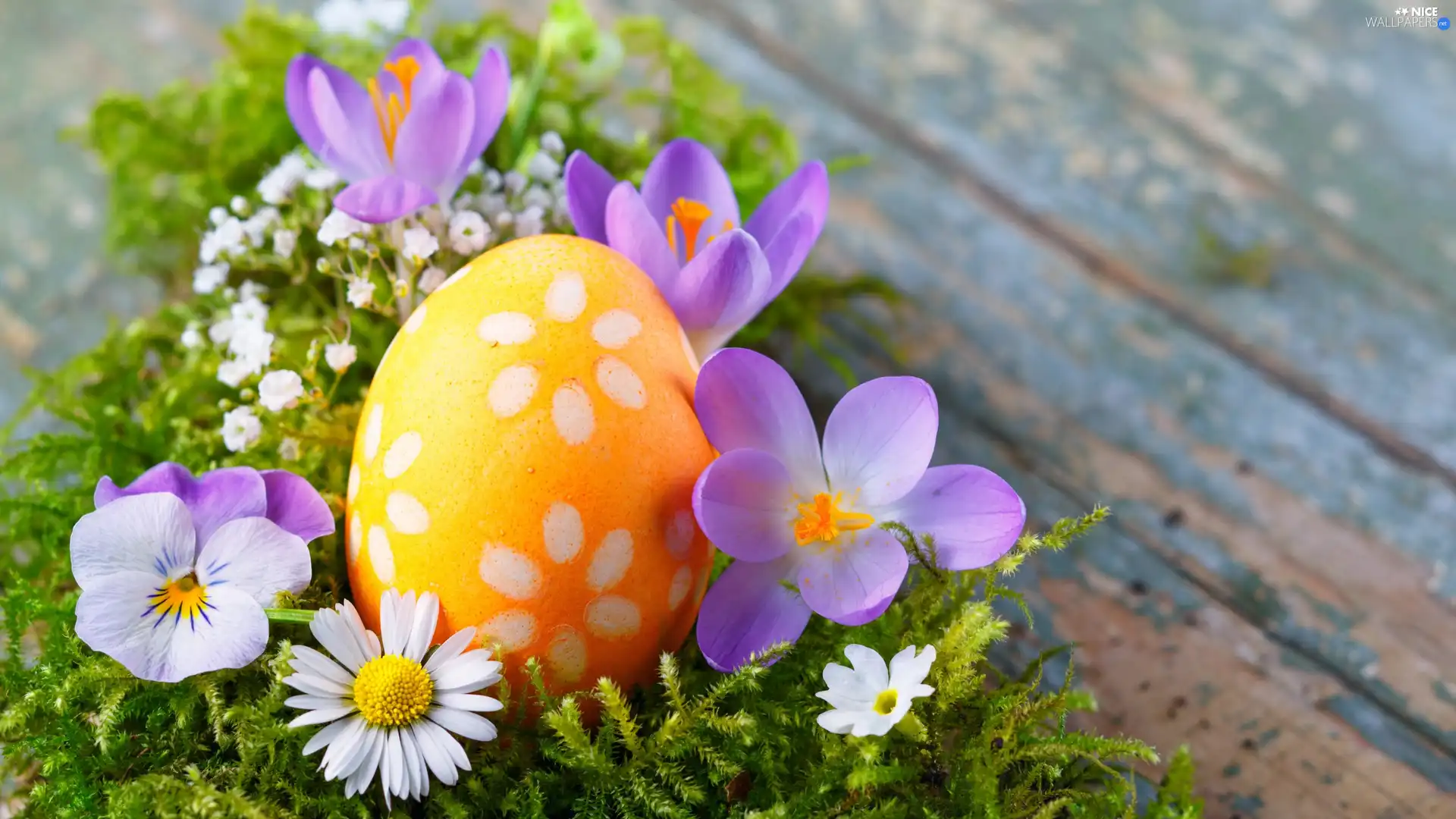 Easter egg, Easter, Flowers, crocuses, Moss, decoration, daisy, Gipsówka, pansy