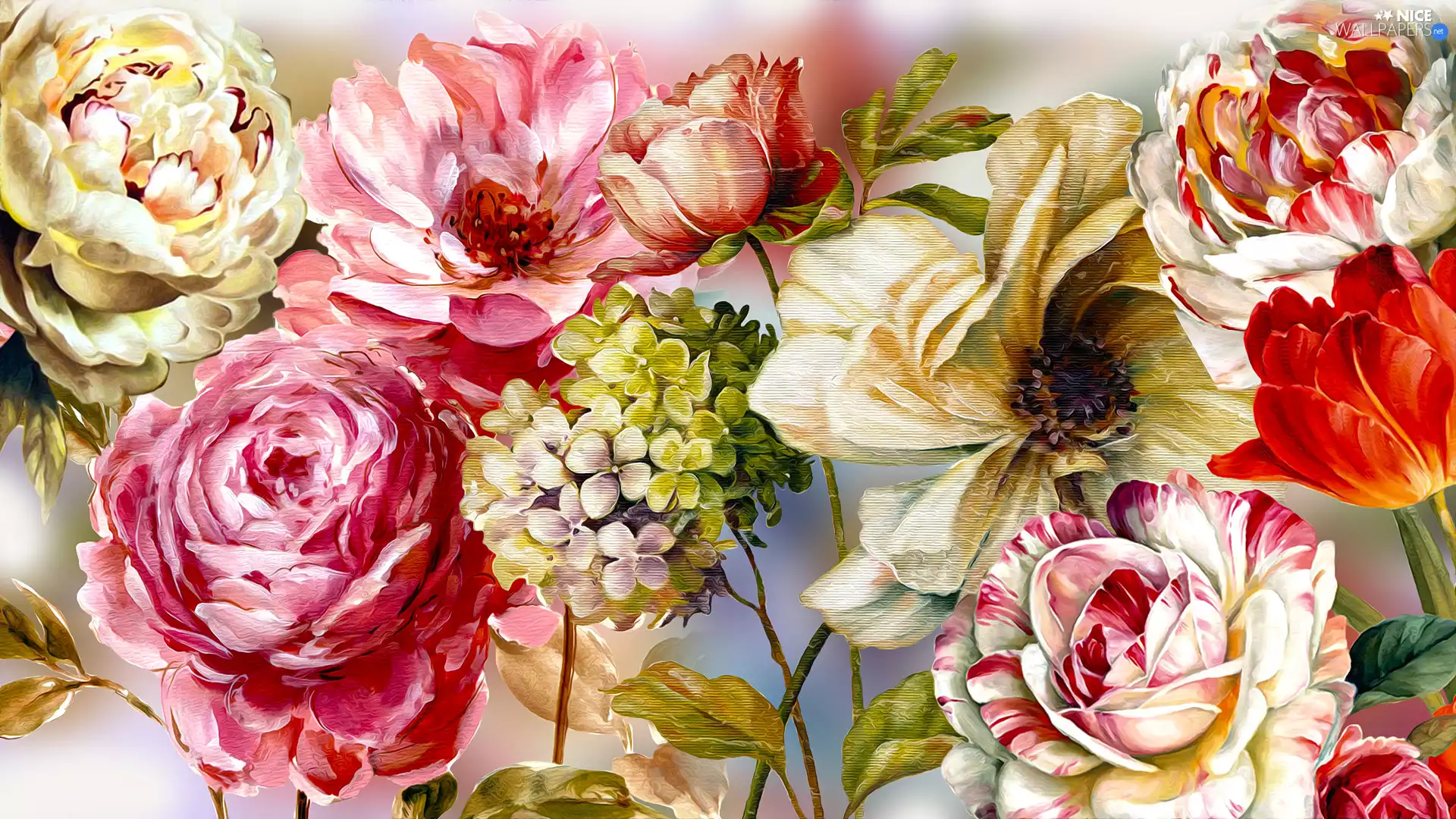 graphics, Peonies, Tulips, Flowers