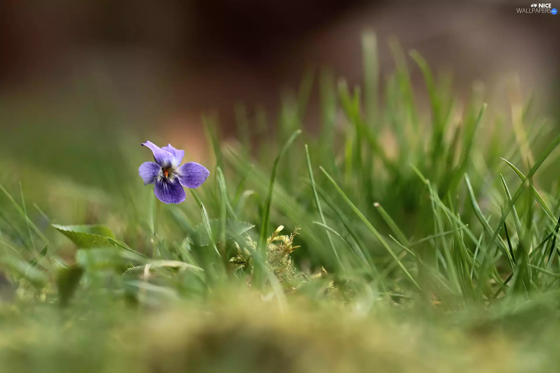 Viola odorata, Colourfull Flowers, Violet, grass