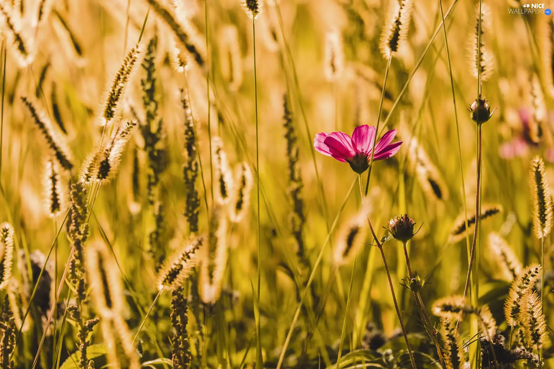 Colourfull Flowers, grass, Ears, Cosmos