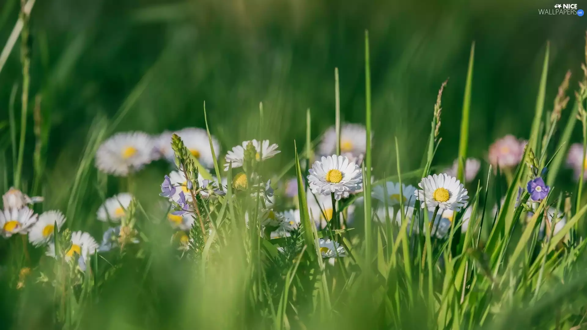 grass, Wildflowers, daisies, Flowers