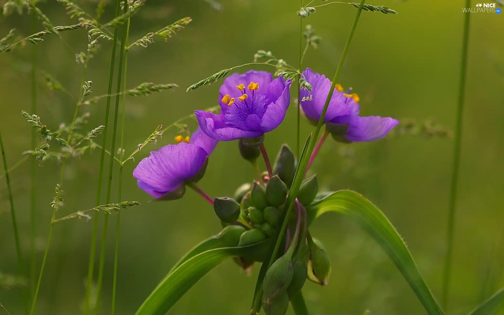 grass, Wildflowers, flowers, purple