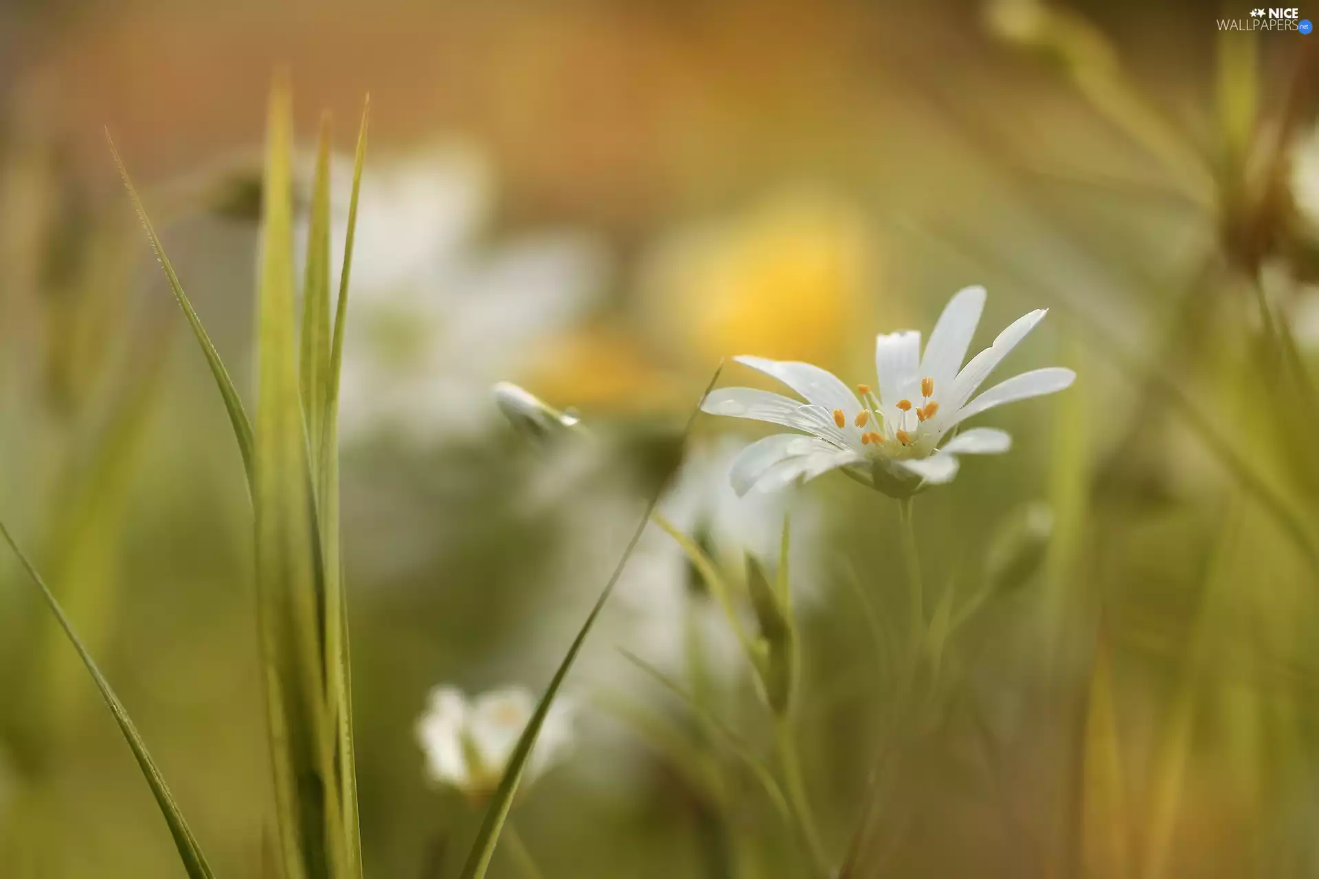 Colourfull Flowers, Greater Stitchwort, White