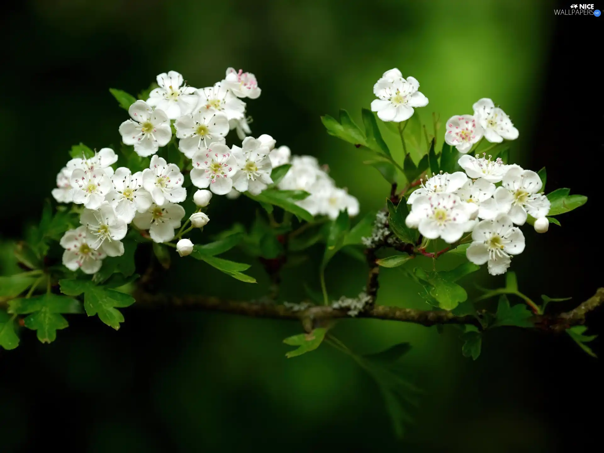 Flowers, haw, change, White, Bush