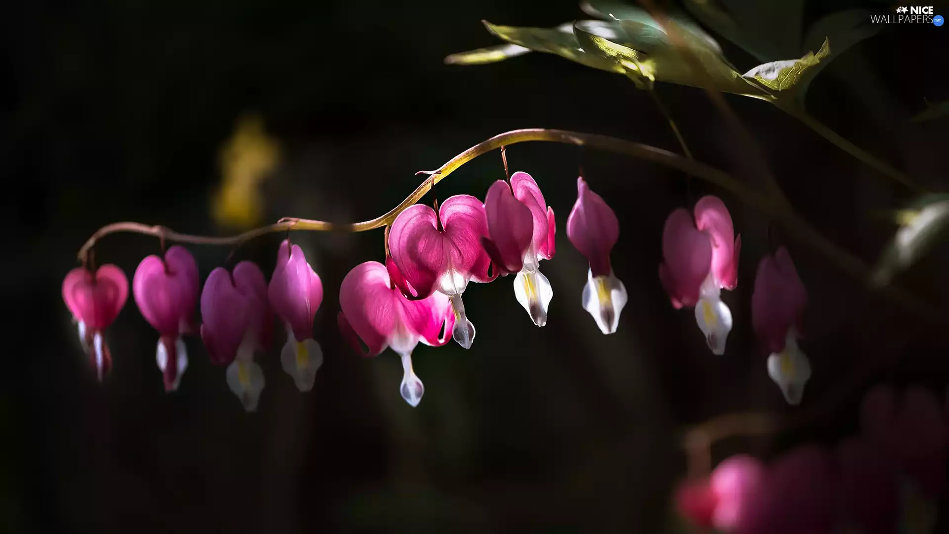 Flowers, Bleeding Heart