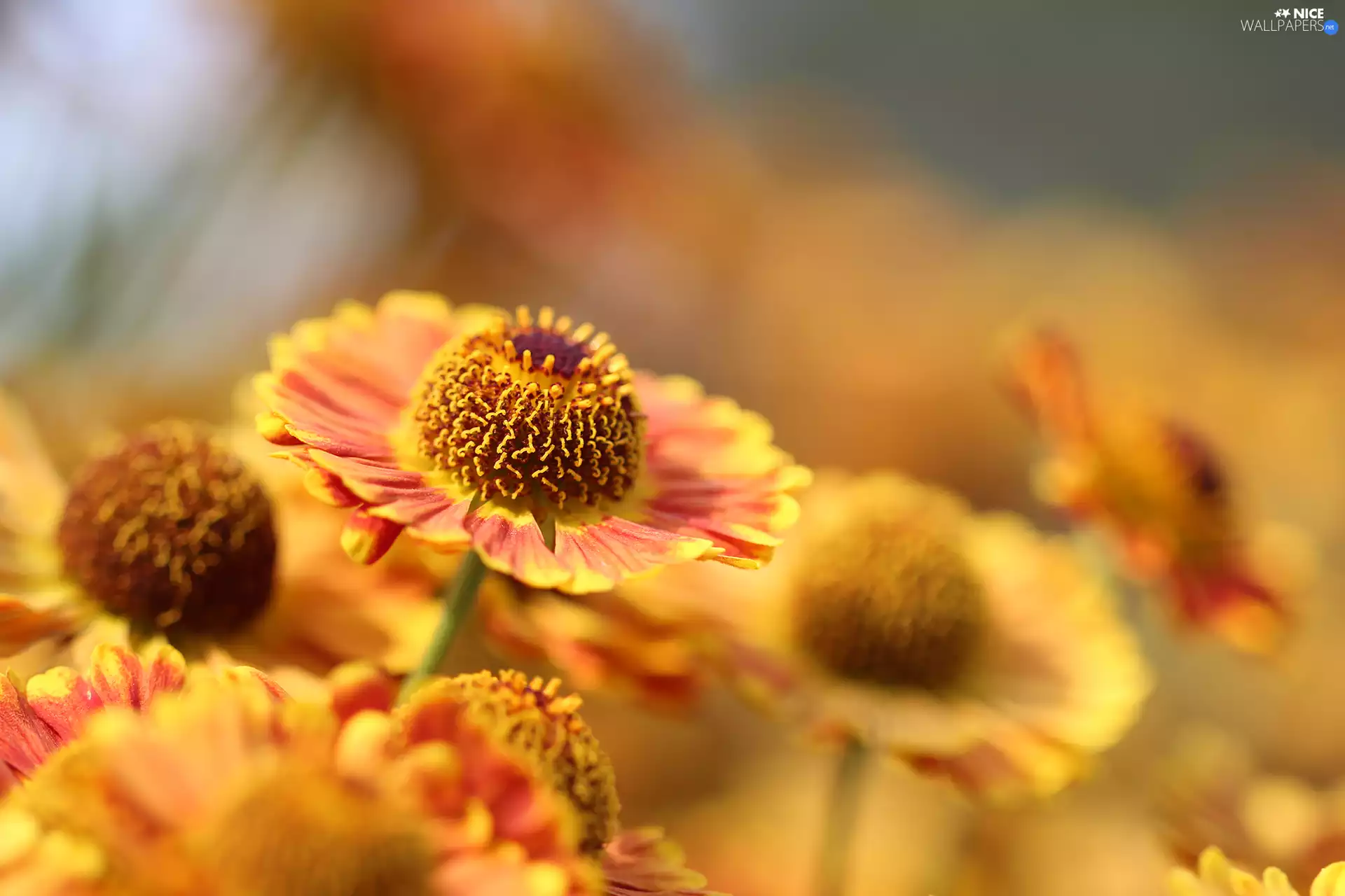 Colourfull Flowers, Helenium Hybridum, rapprochement