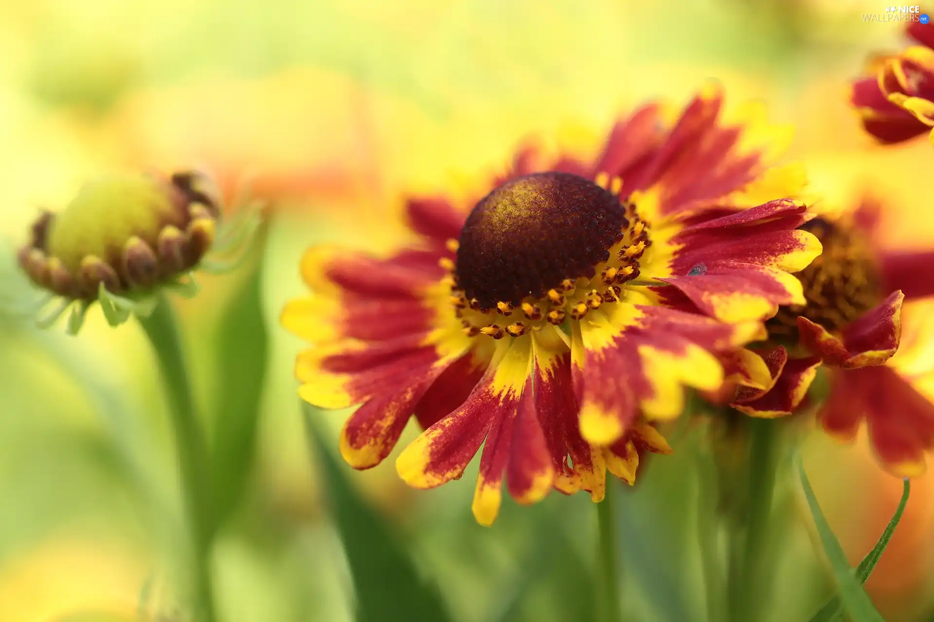 Colourfull Flowers, Helenium Hybridum, Red