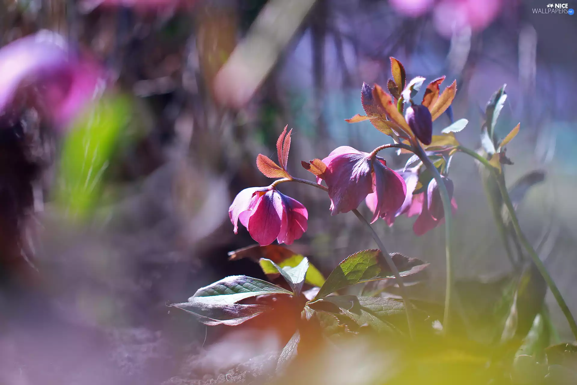 Flowers, claret, Helleborus