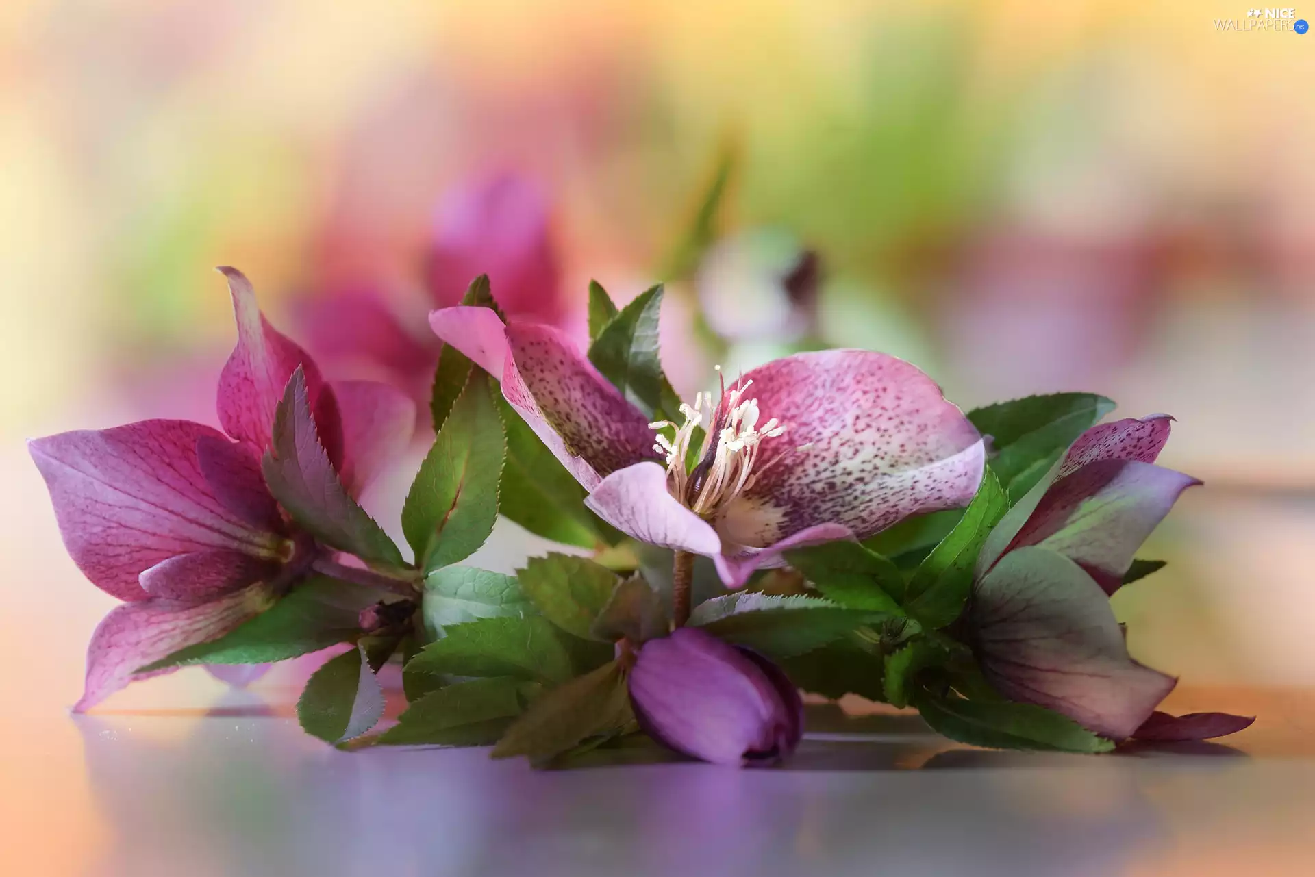 Flowers, Helleborus