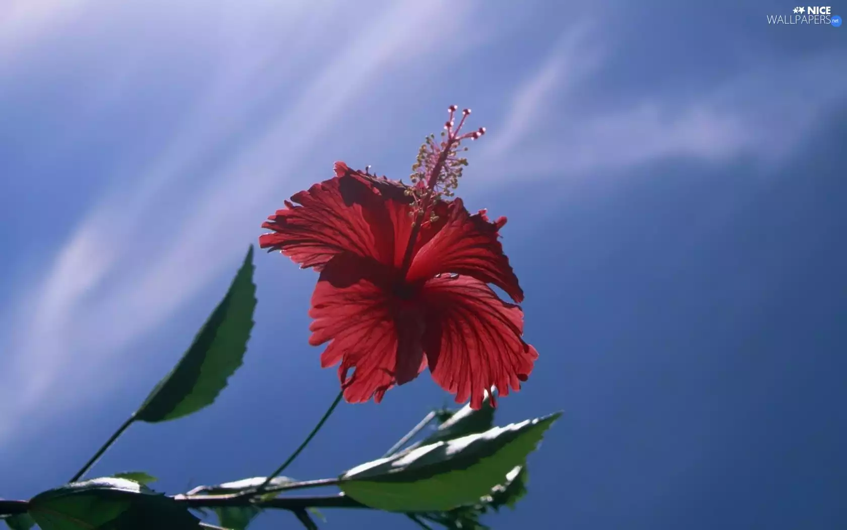 hibiskus, Red, Colourfull Flowers