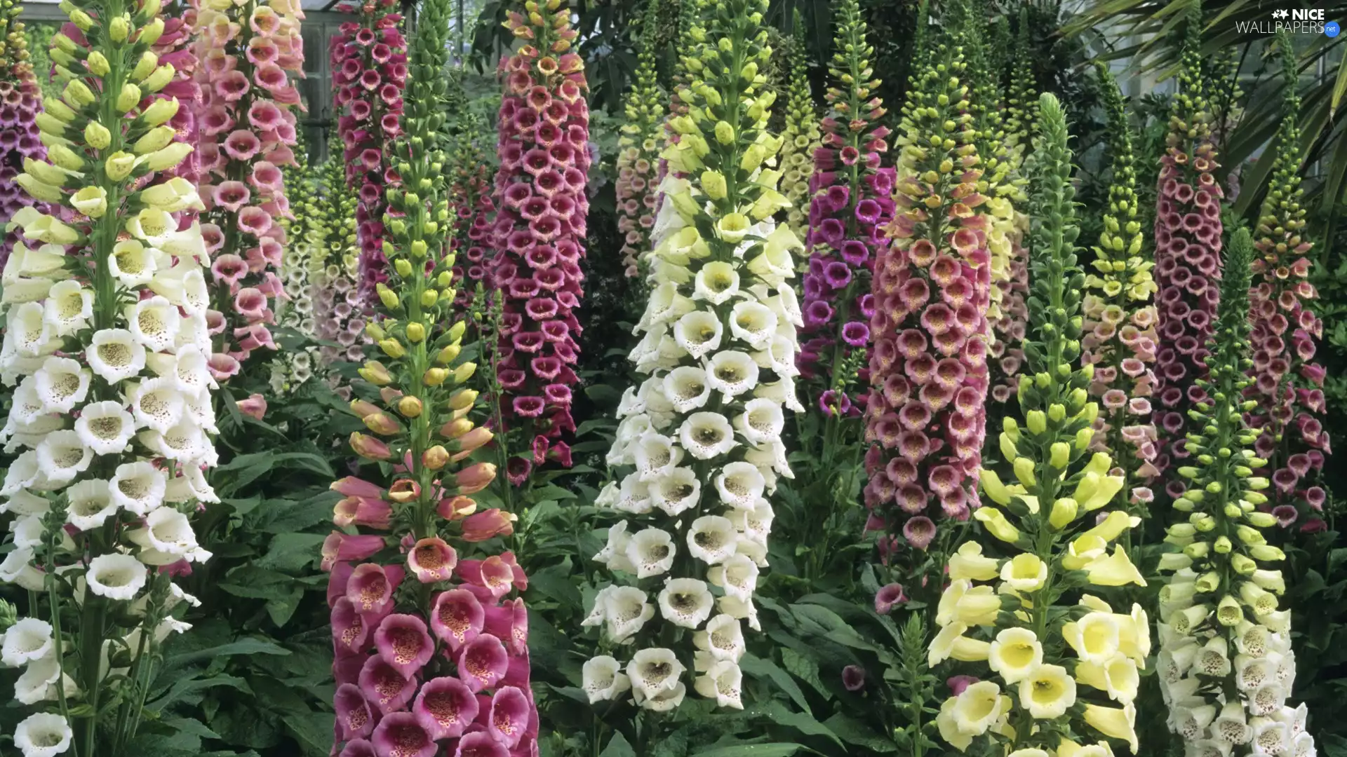 Flowers, color, high