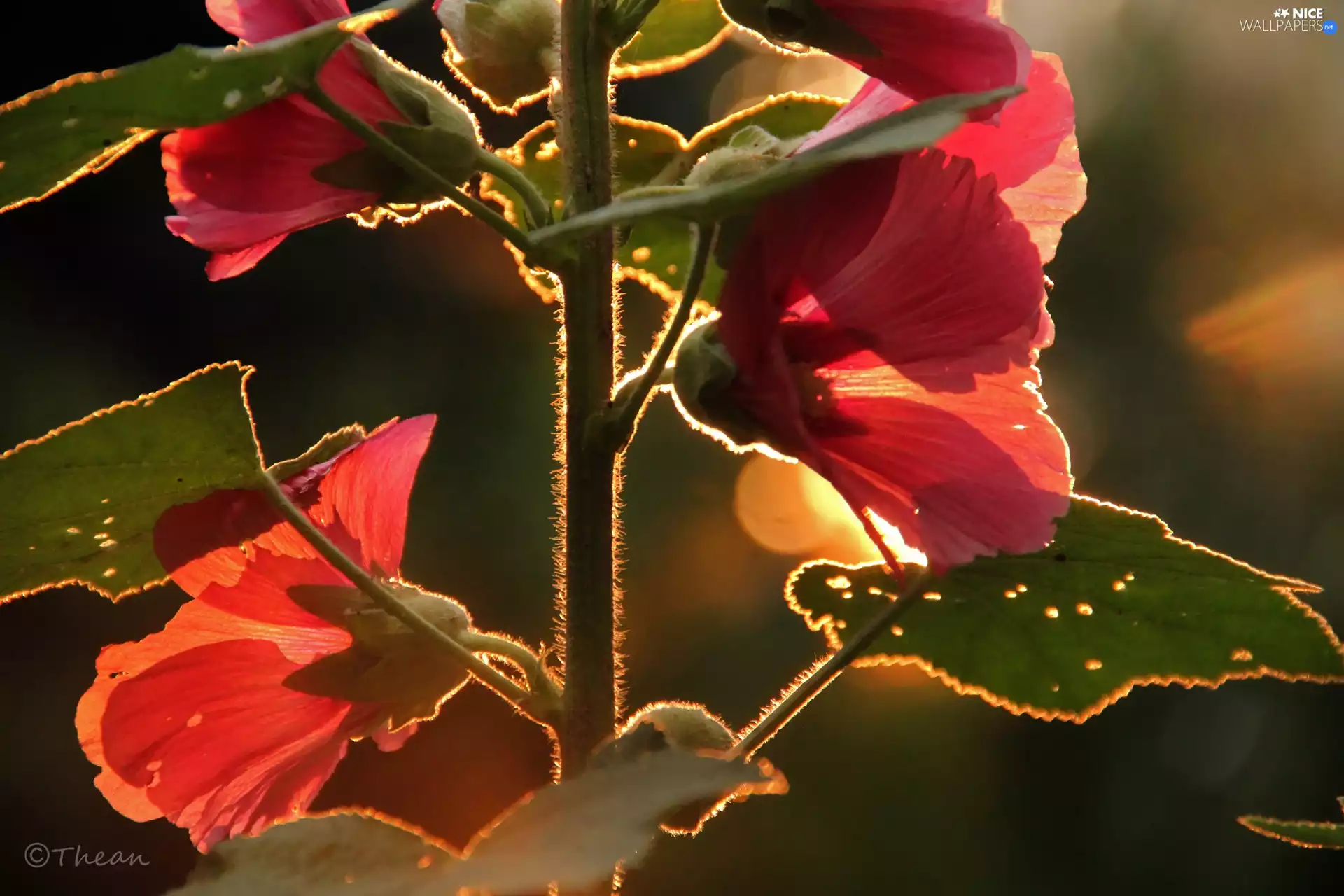 Flowers, Pink, Hollyhocks