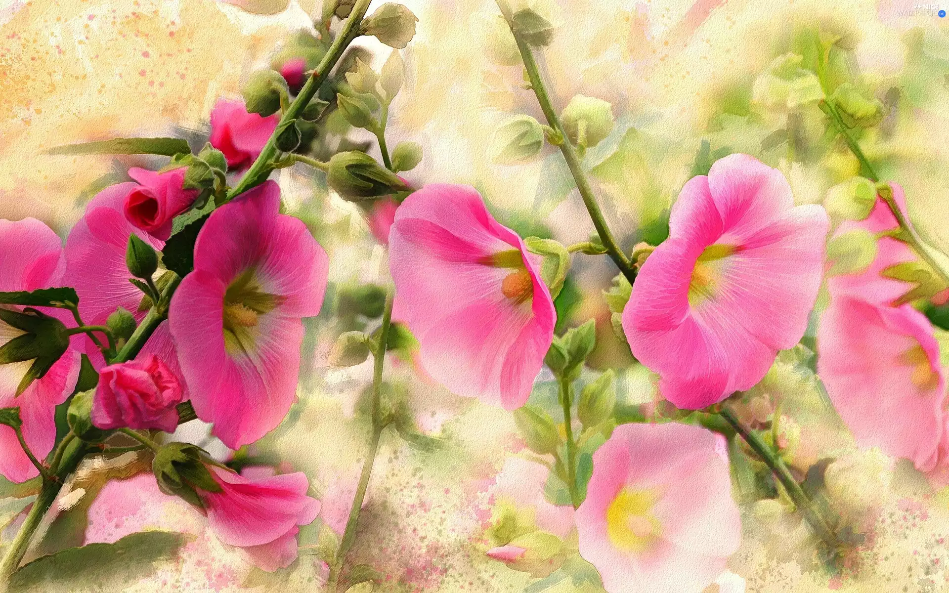 Hollyhocks, picture, watercolor, Flowers