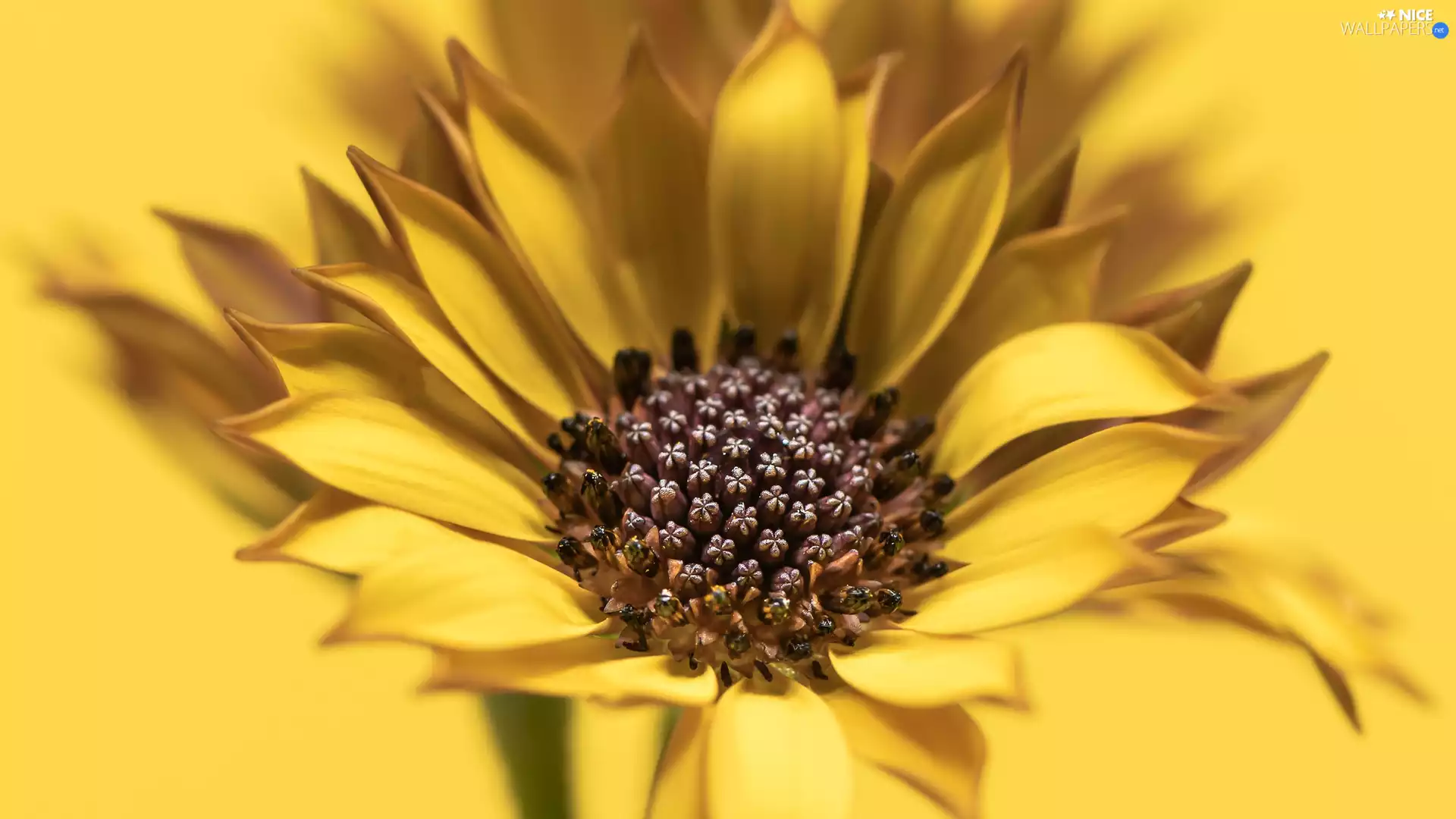 African Daisy, Colourfull Flowers, Yellow Honda