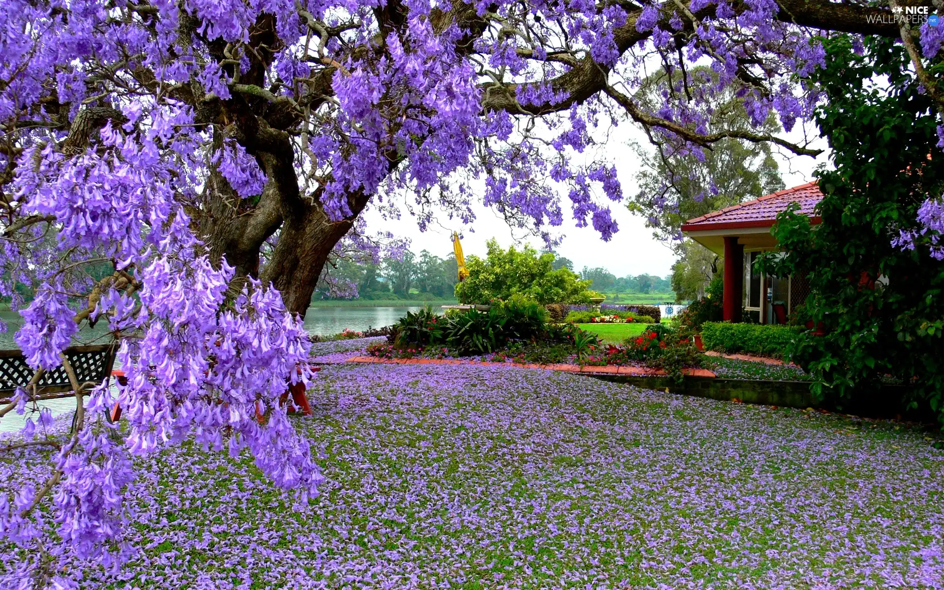 house, trees, Flowers, Garden