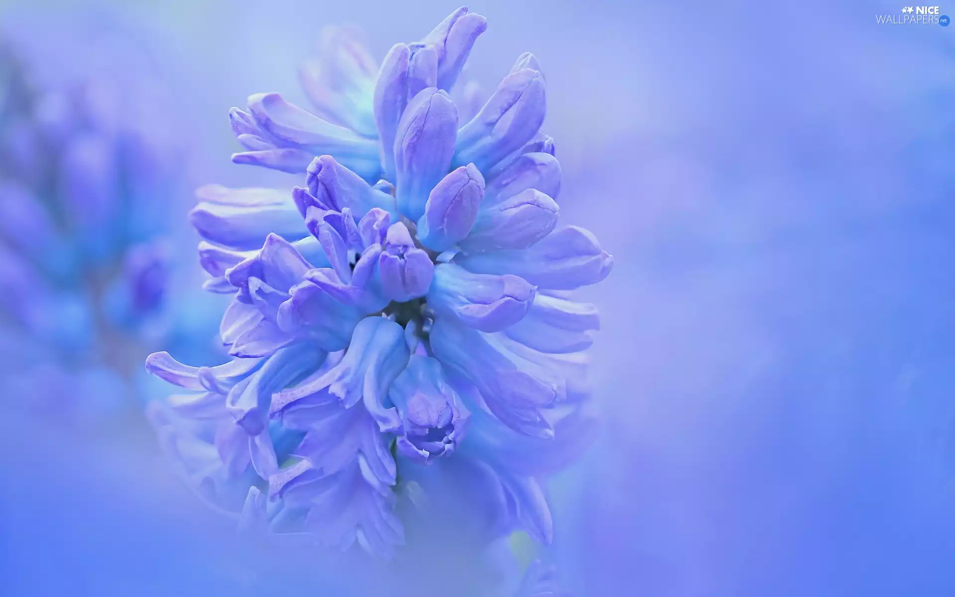 Colourfull Flowers, hyacinth, rapprochement, blue
