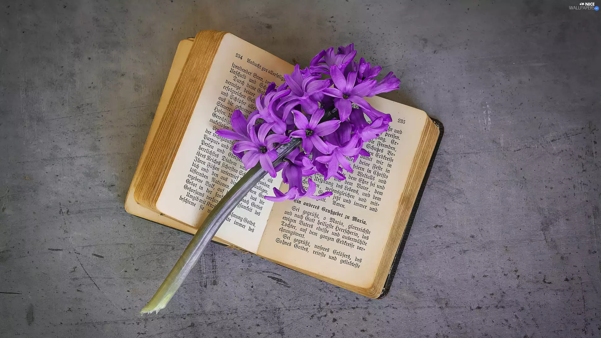 hyacinth, Book, Colourfull Flowers