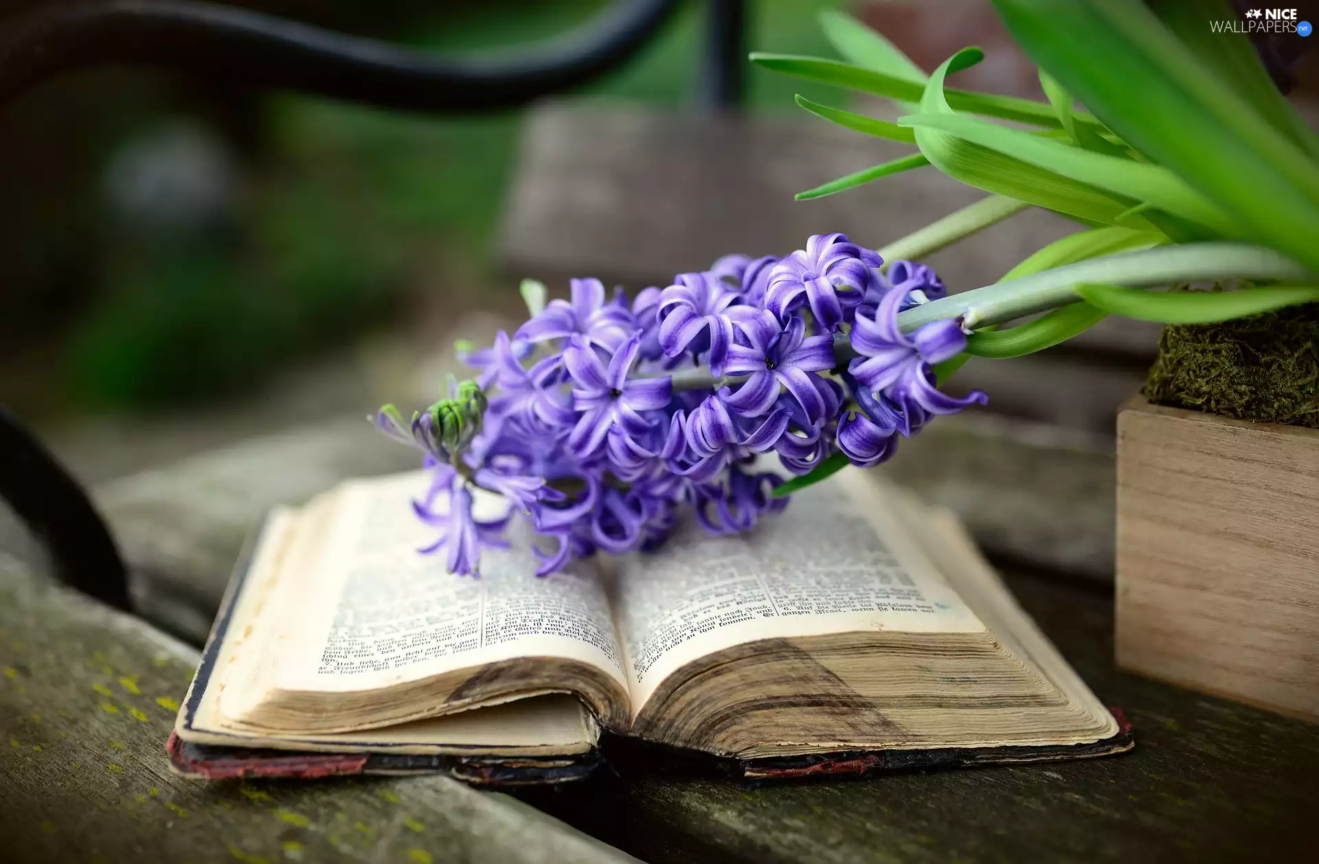 Colourfull Flowers, hyacinth, Book, Violet