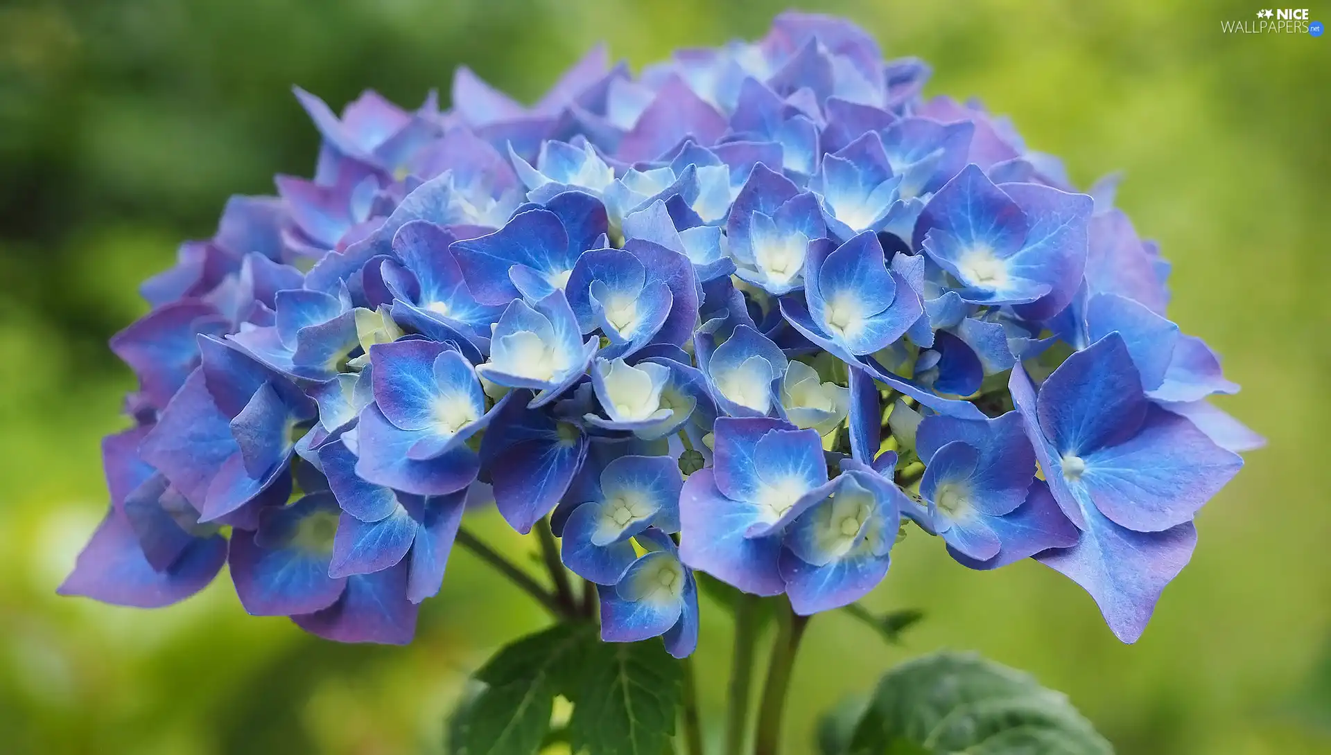 Colourfull Flowers, hydrangea, Leaf, blue