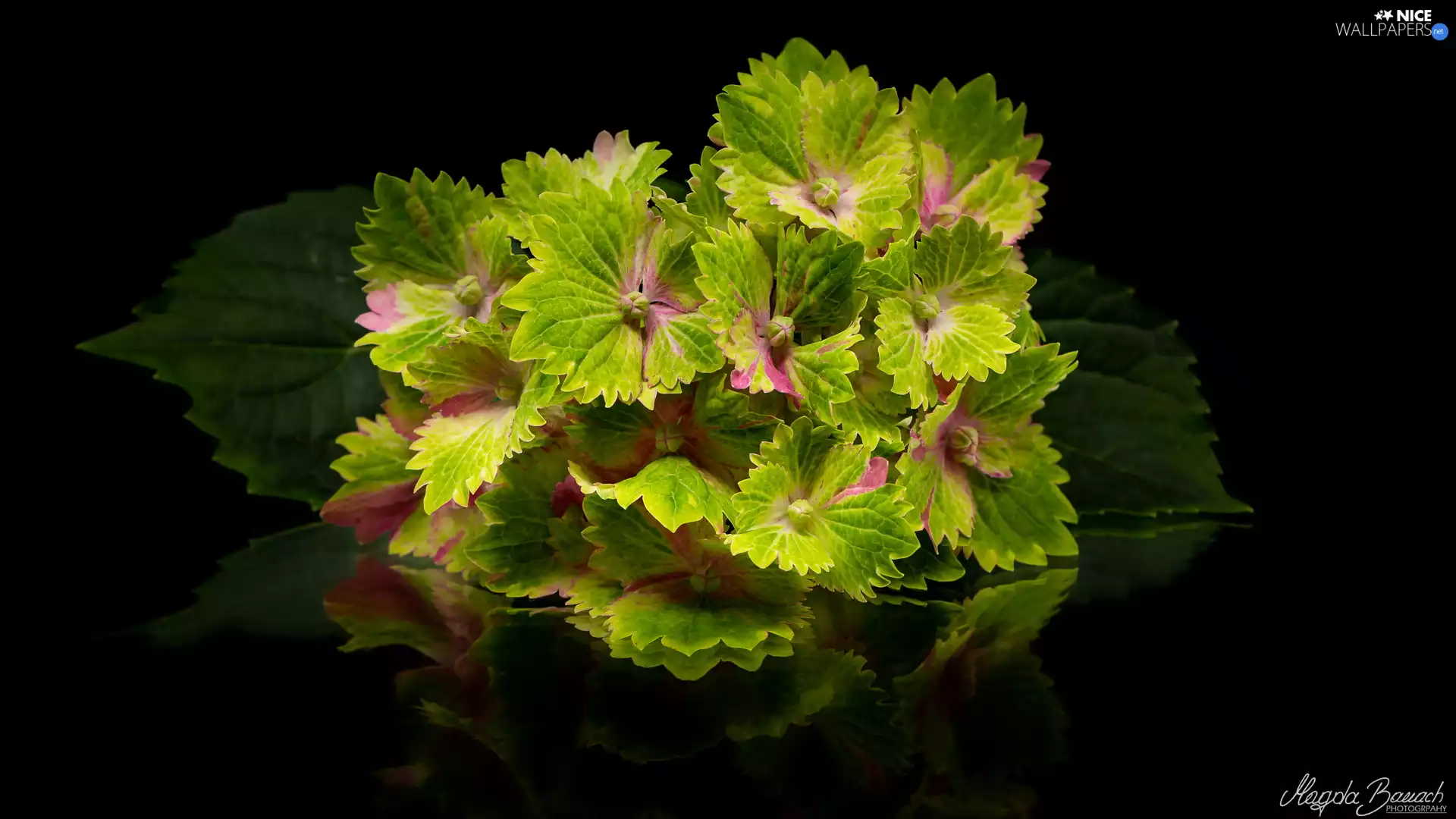 hydrangea, Green, Colourfull Flowers