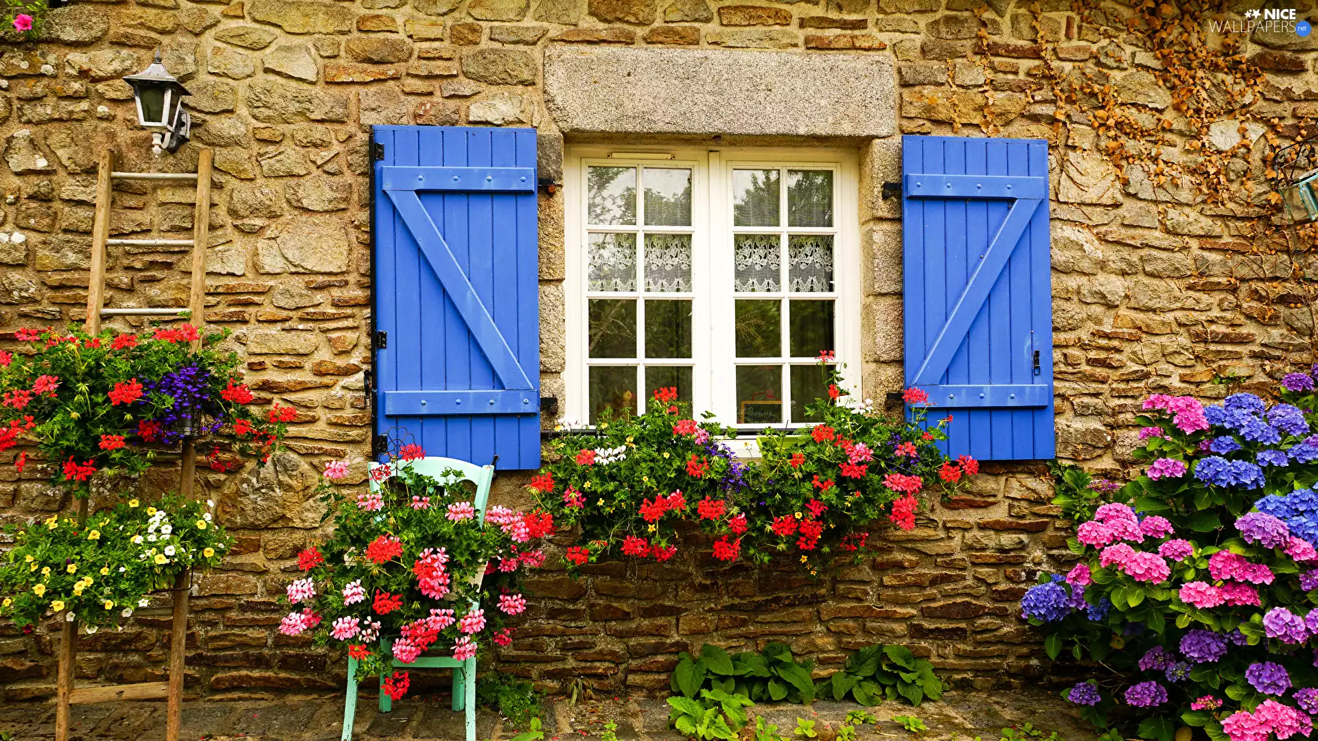 Flowers, front, Window, geraniums, Blue, house, wall, Ladder, hydrangea, shutter