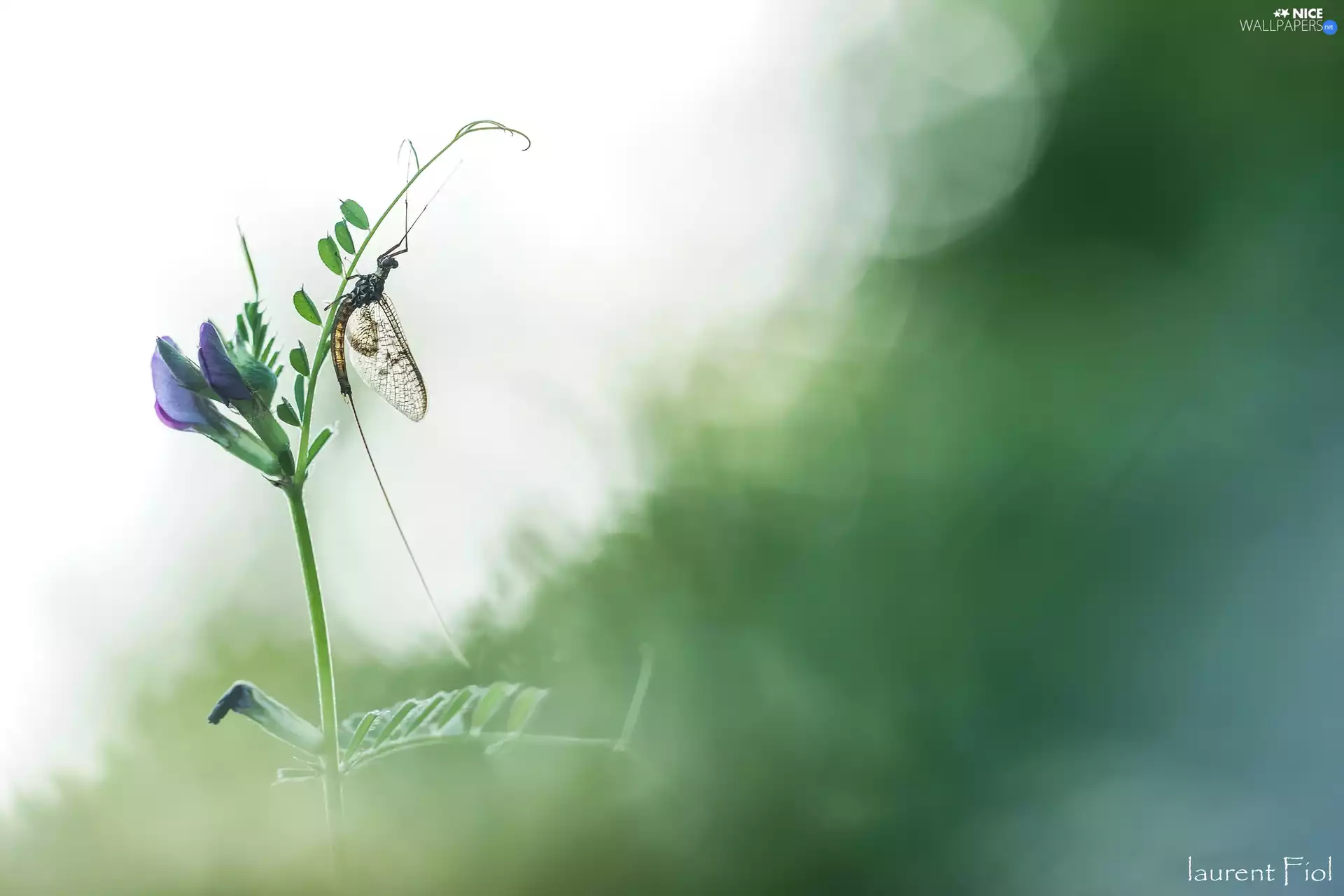 Colourfull Flowers, Insect, Mayfly, Vetch