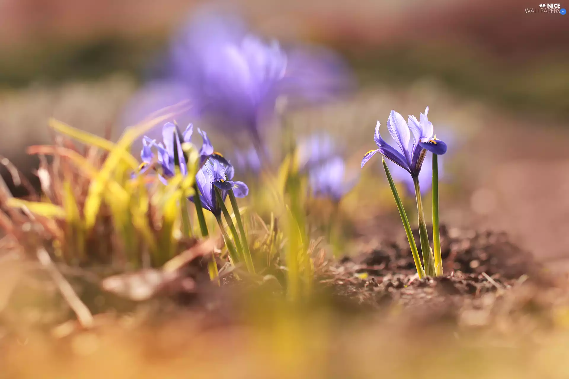 Flowers, lilac, Irises