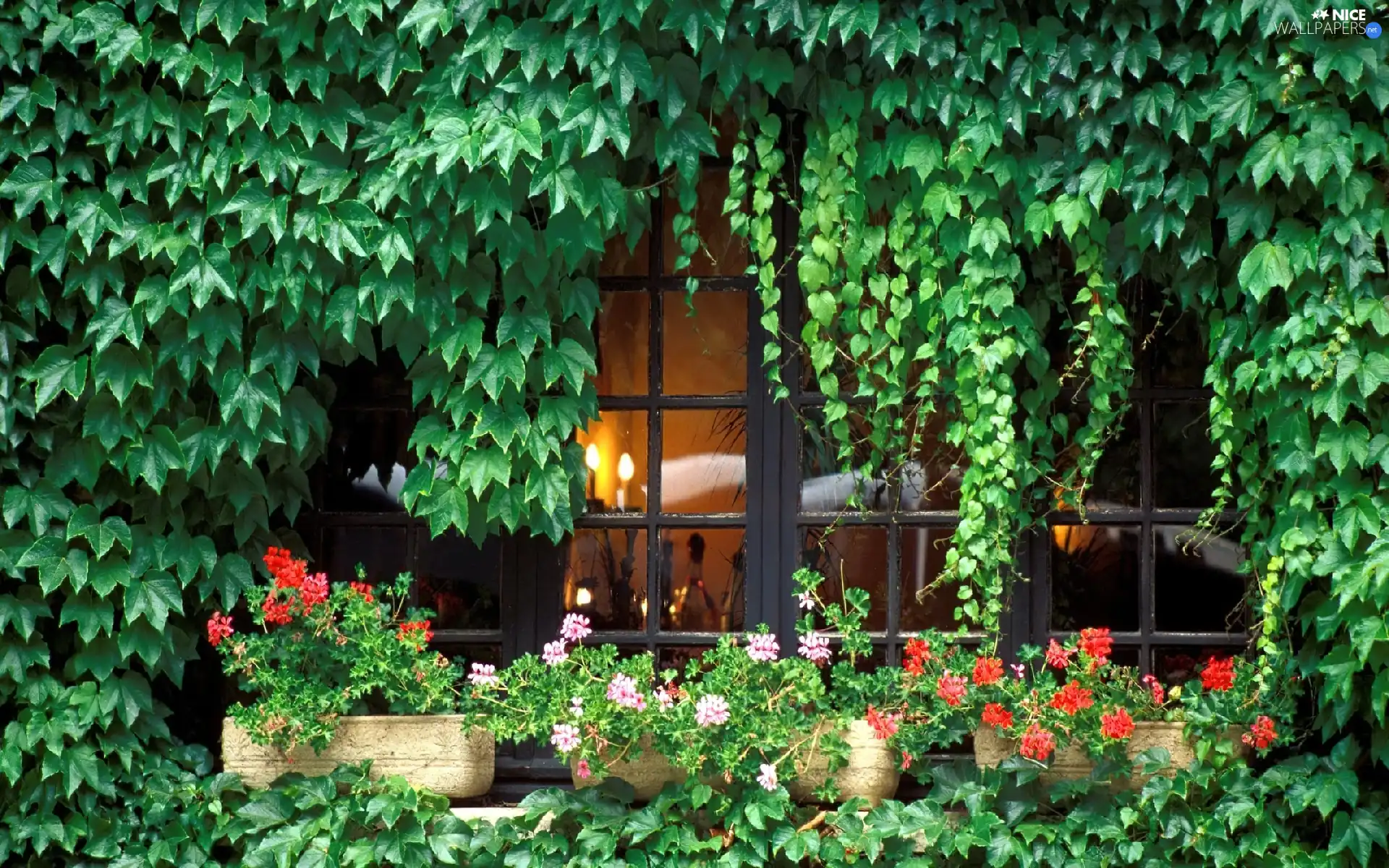 Flowers, Window, ivy