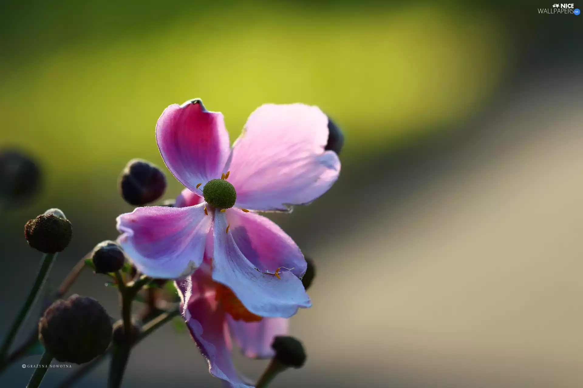 Colourfull Flowers, Japanese anemone, Pink