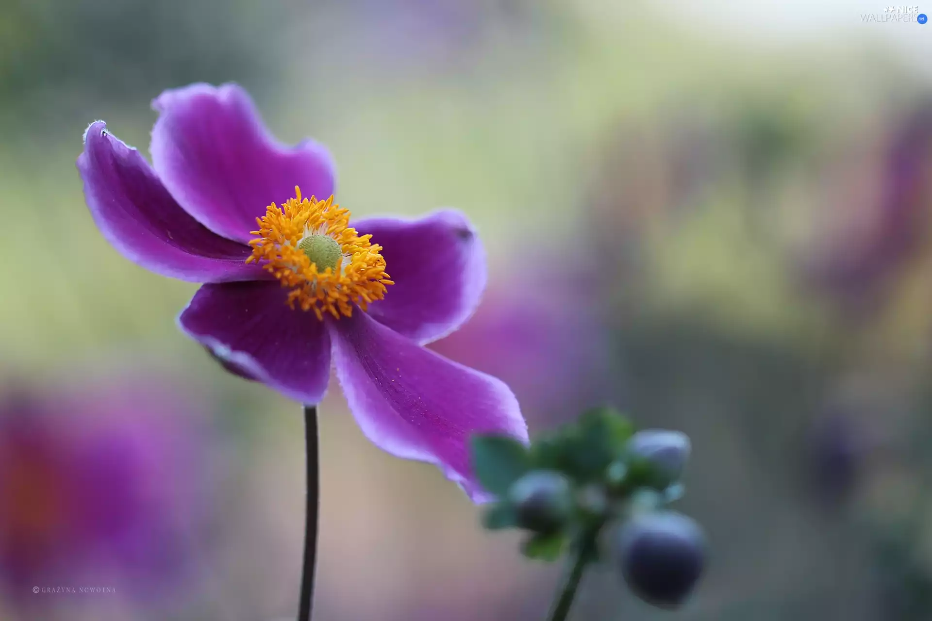 Colourfull Flowers, Japanese anemone, Violet