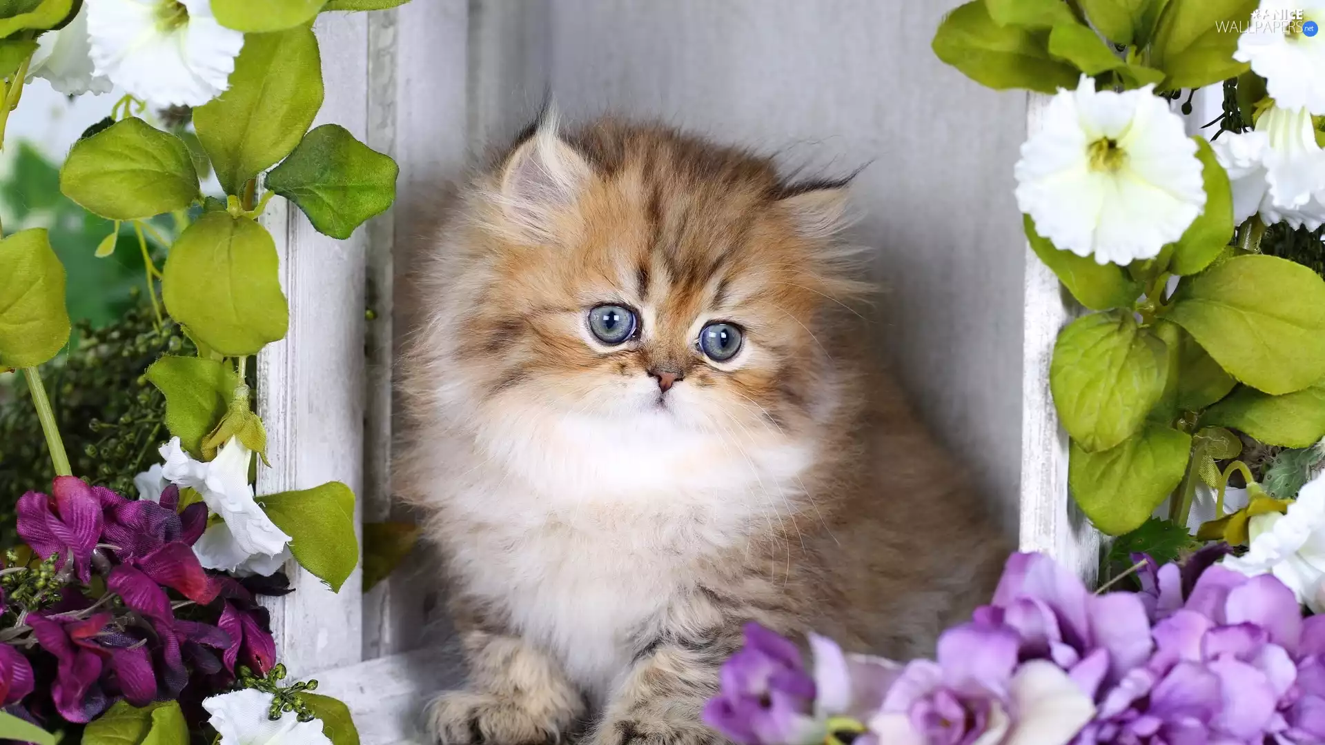 Flowers, fluffy, kitten