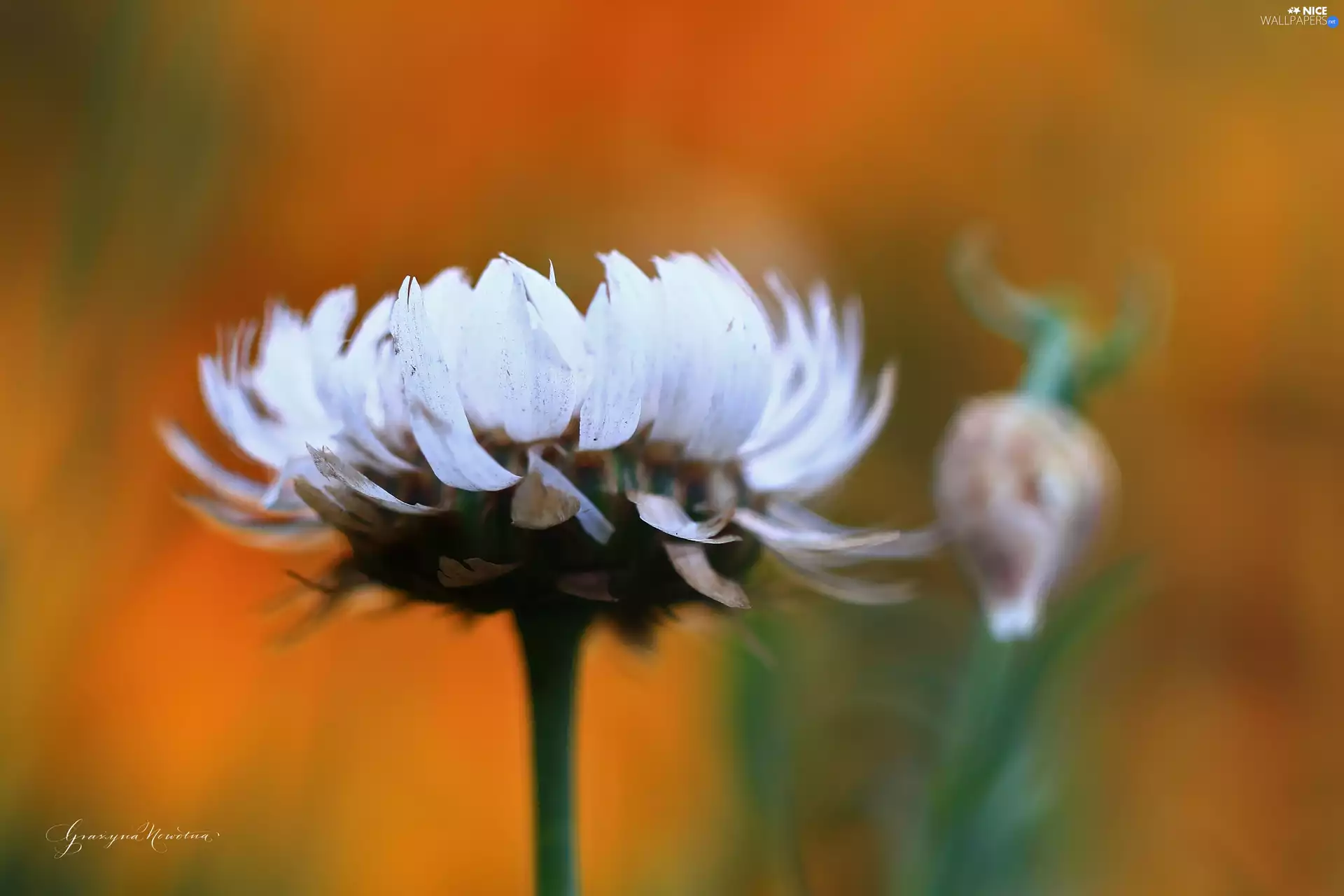 Colourfull Flowers, Kocanka garden, everlasting