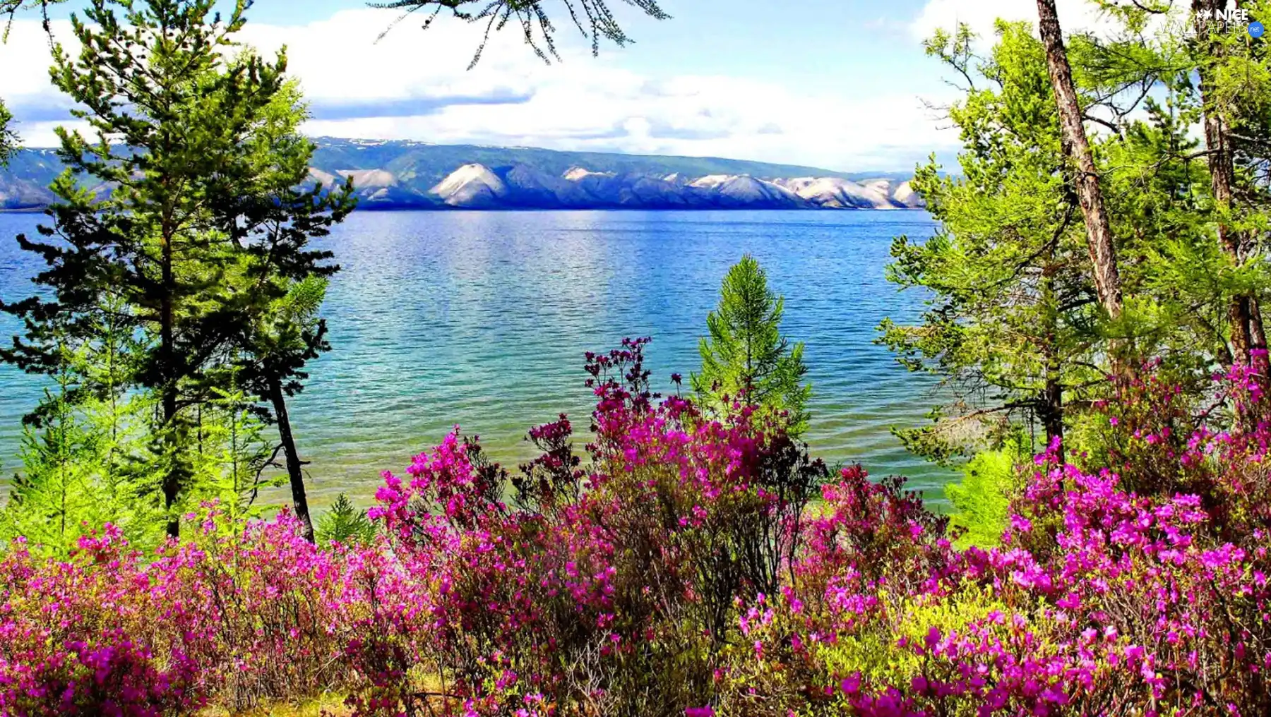 Flowers, Mountains, lake