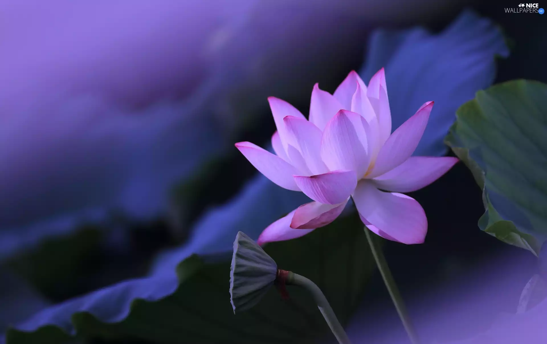 Leaf, lotus, Colourfull Flowers