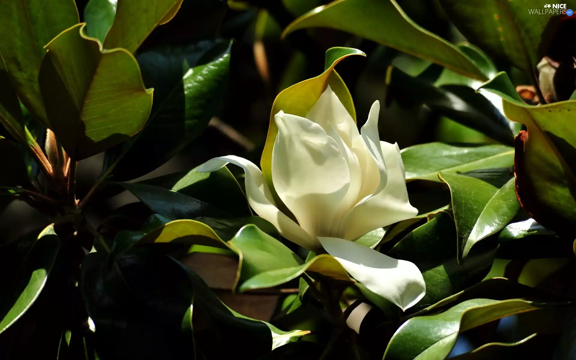 Leaf, Magnolia, Colourfull Flowers