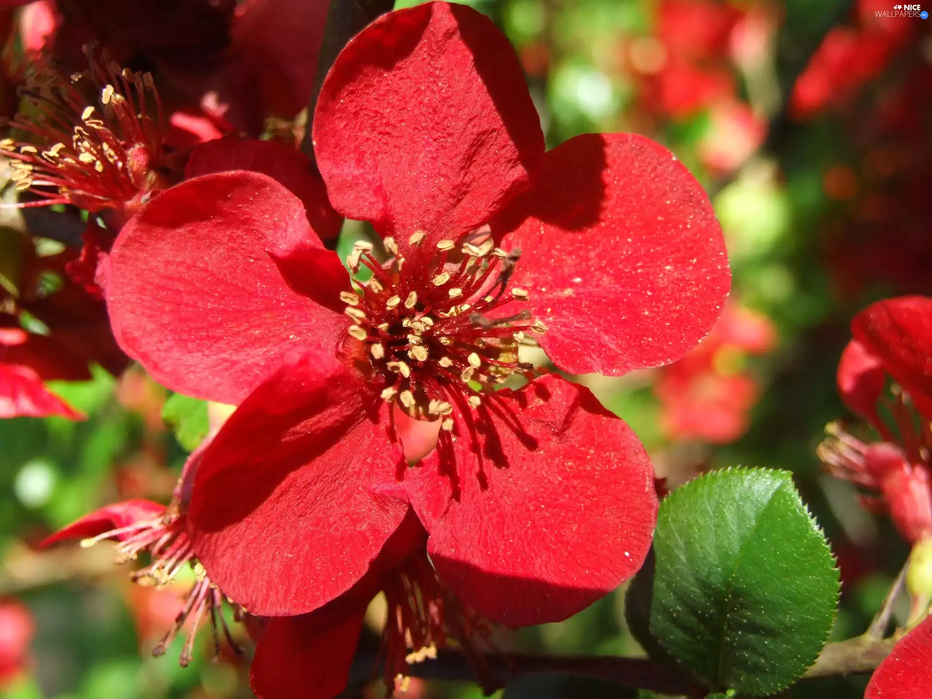 leaves, Red, Colourfull Flowers