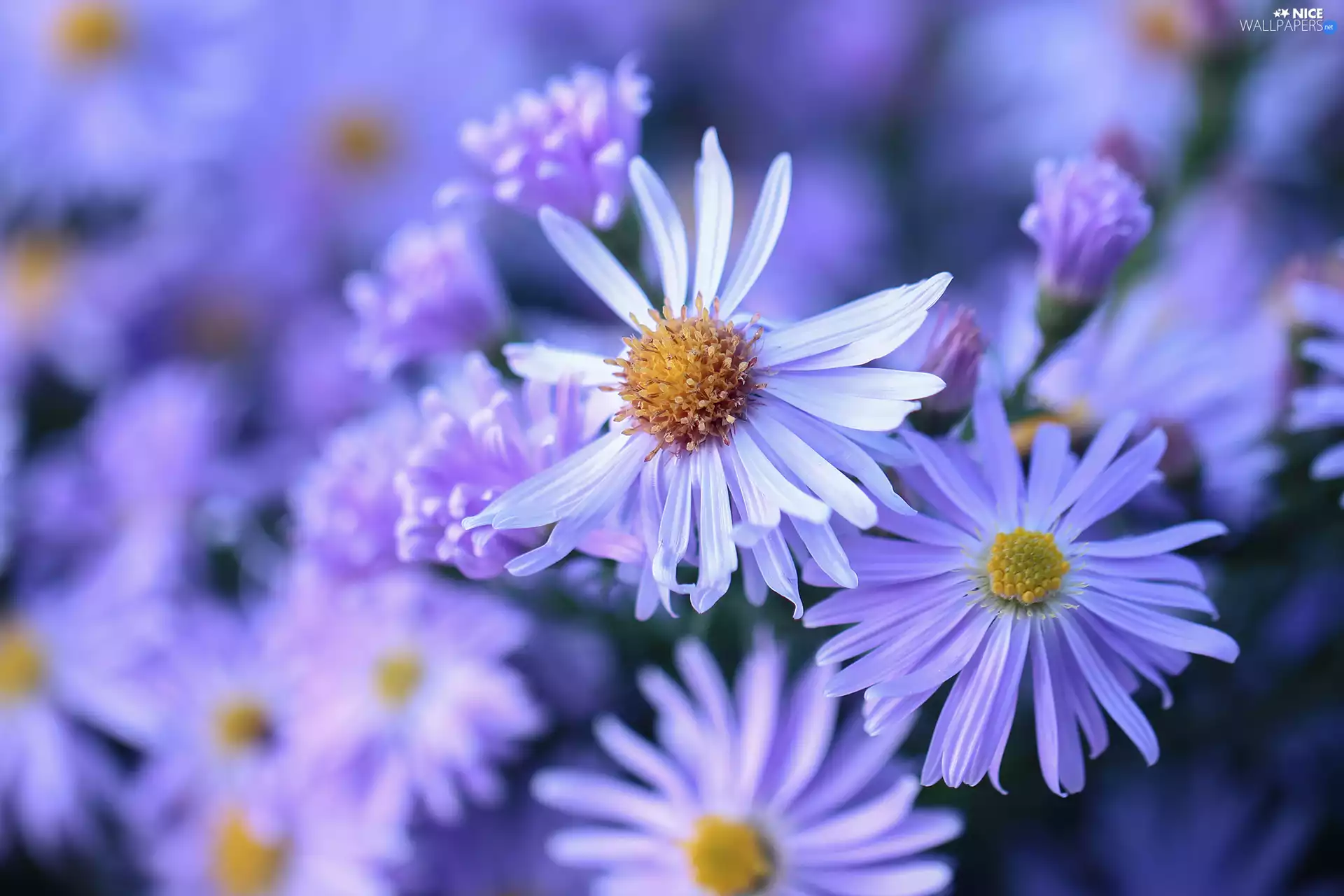 Aster, Flowers, Light Purple, Beetle